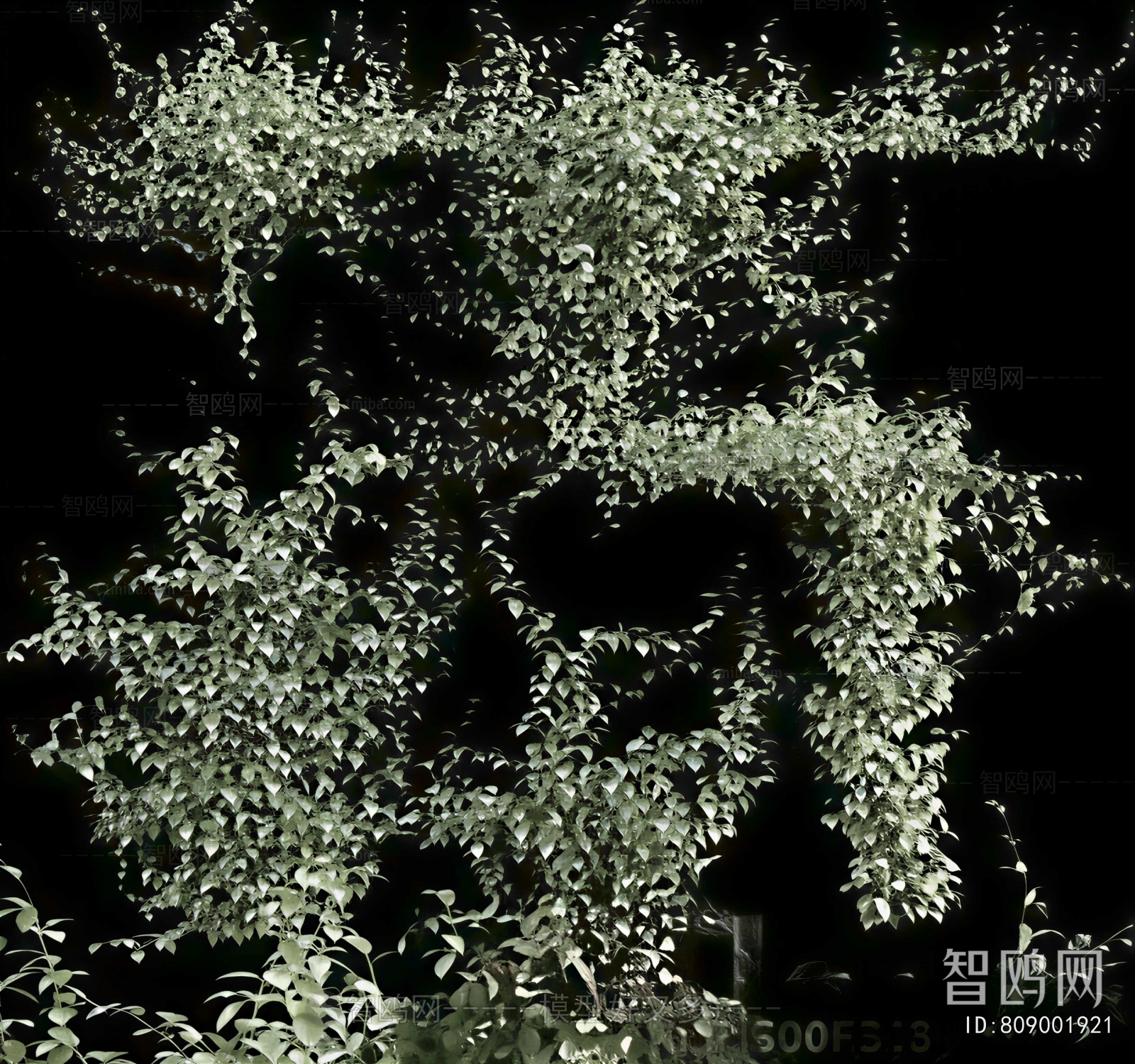 Modern Vine