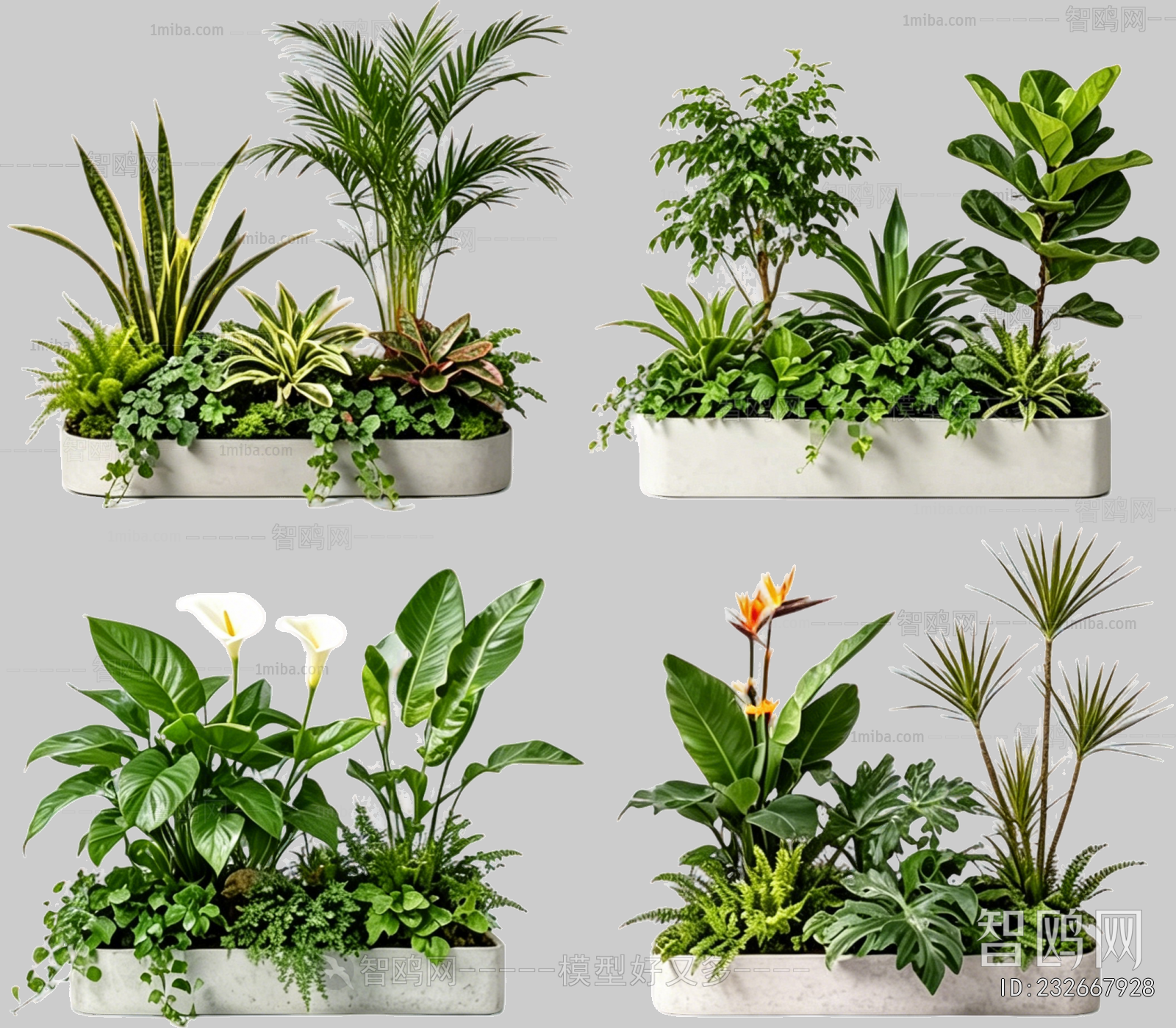 Plant Leaves