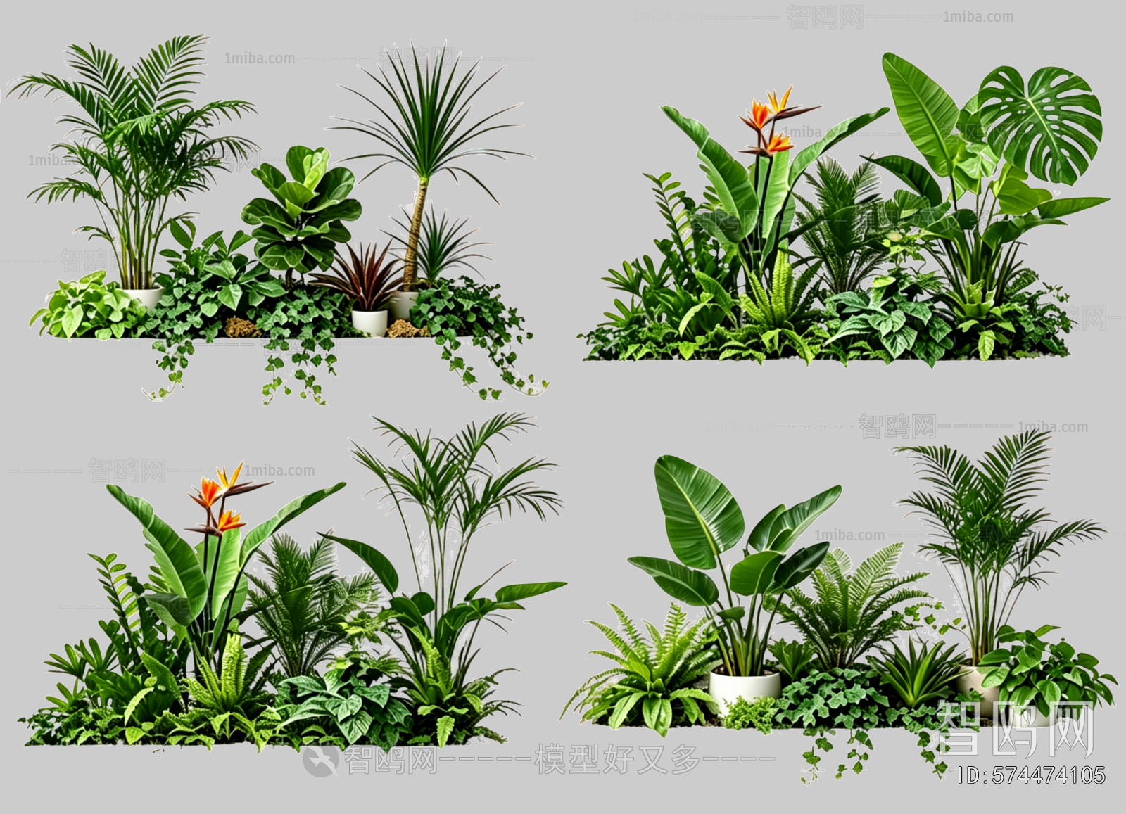 Plant Leaves