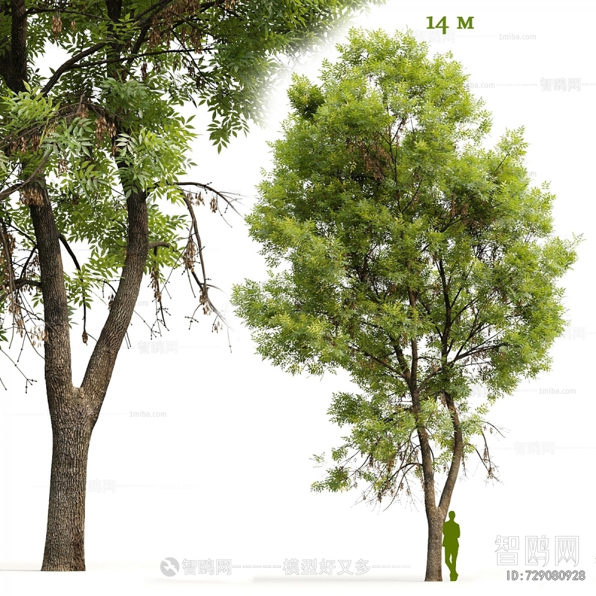 Modern Tree/shrub/grass
