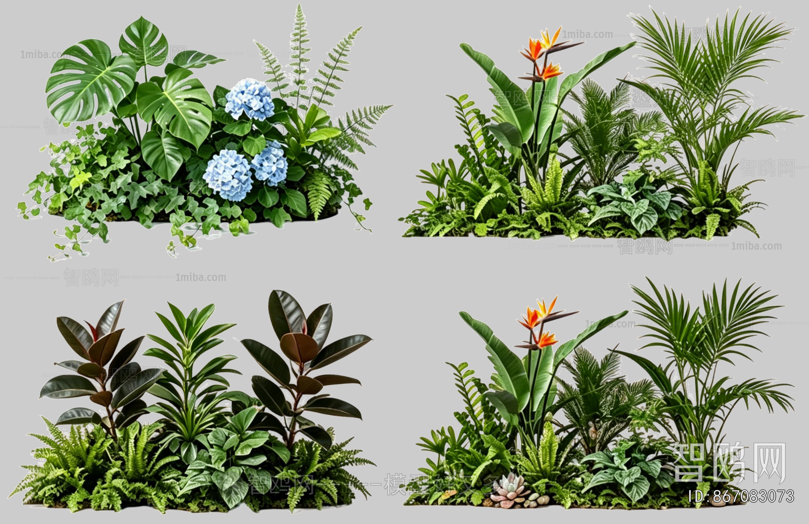 Plant Leaves