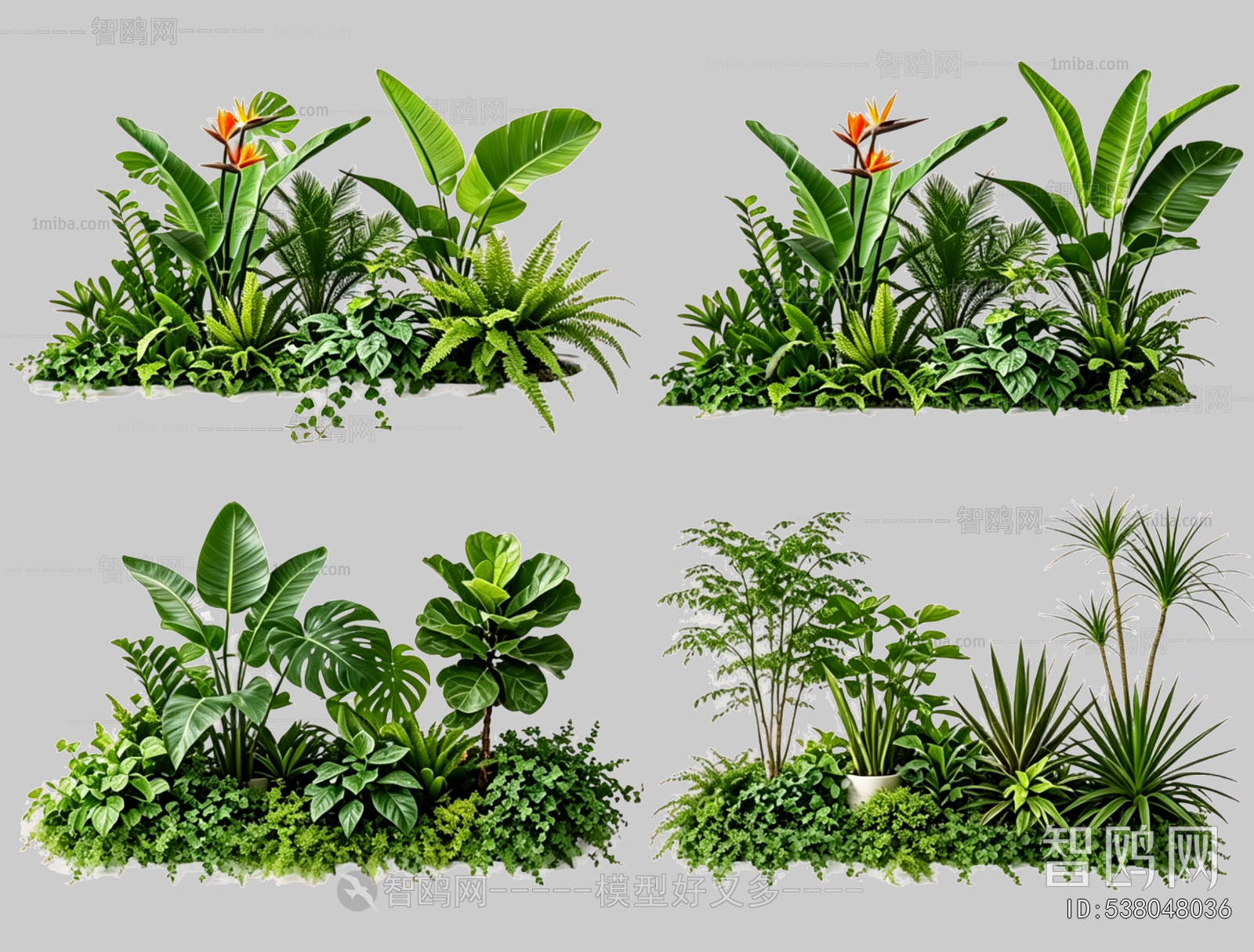 Plant Leaves