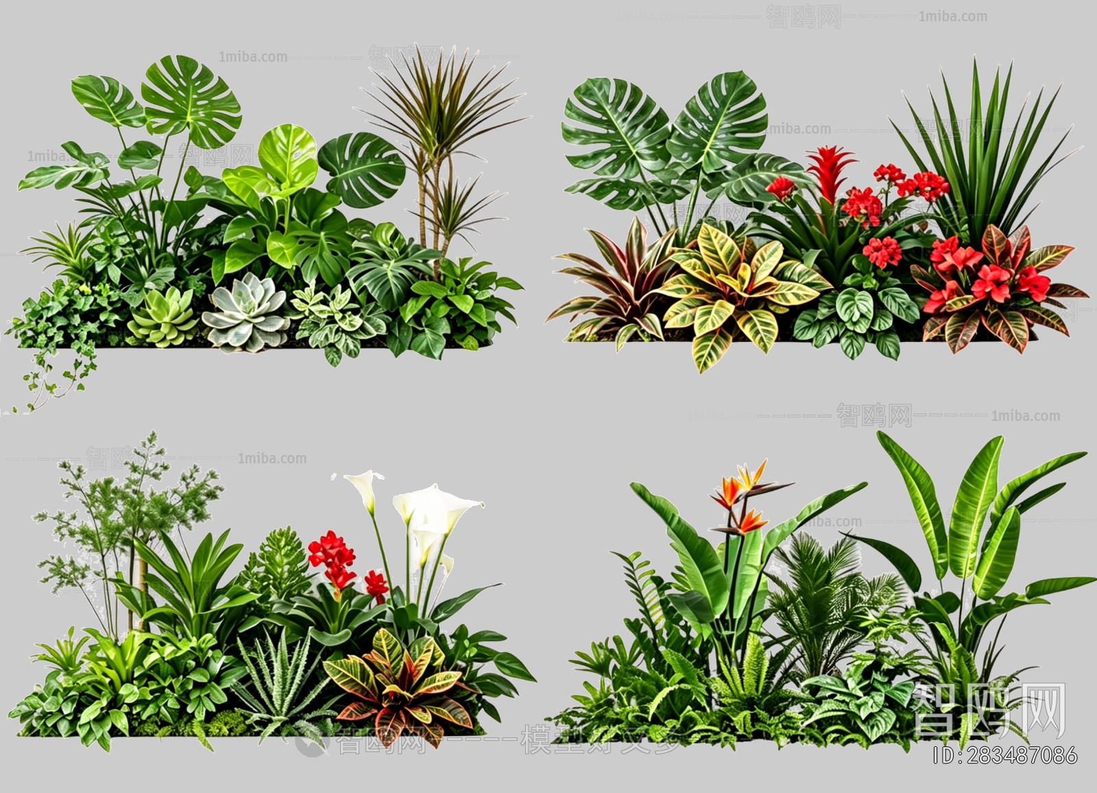 Plant Leaves