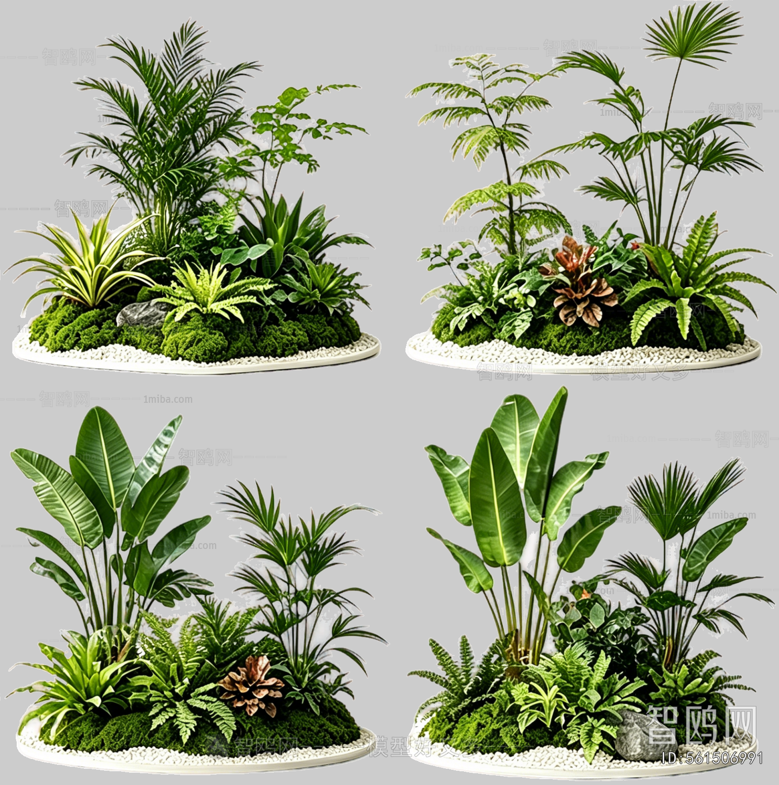 Plant Leaves