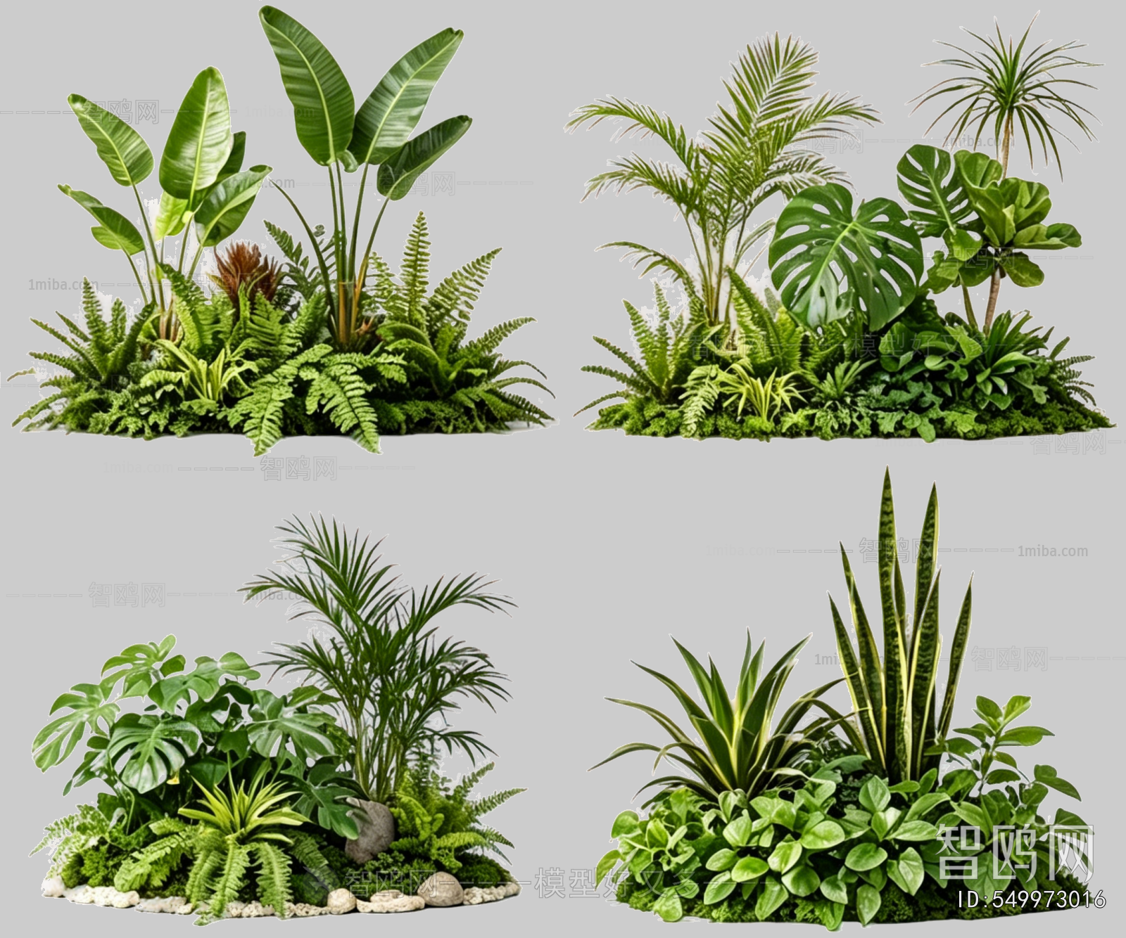 Plant Leaves