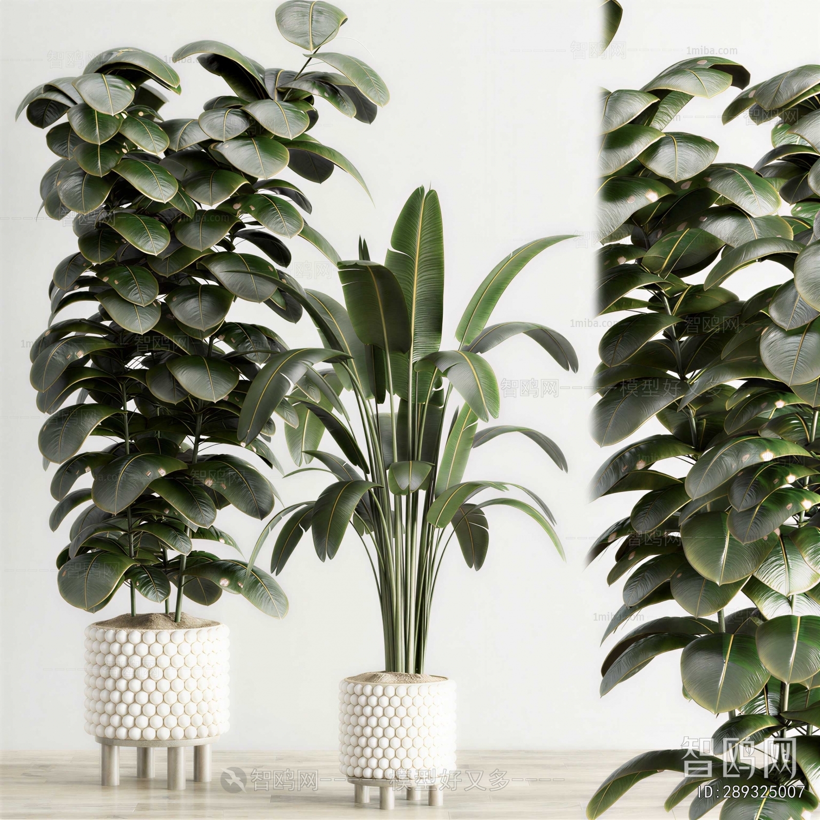 Modern Ground Green Plant Potted Plants