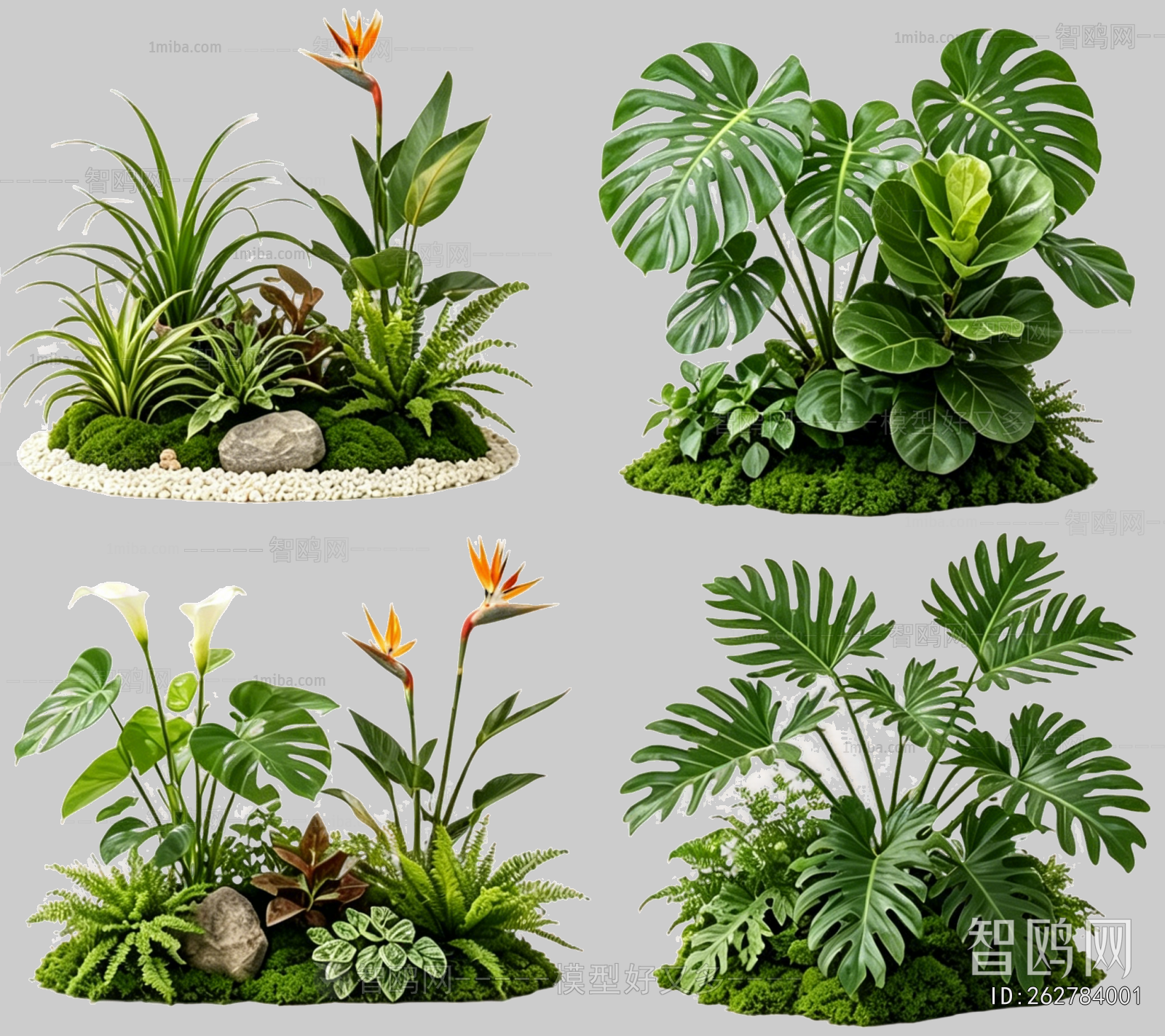 Plant Leaves