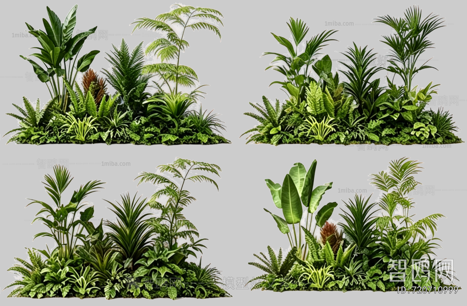Plant Leaves