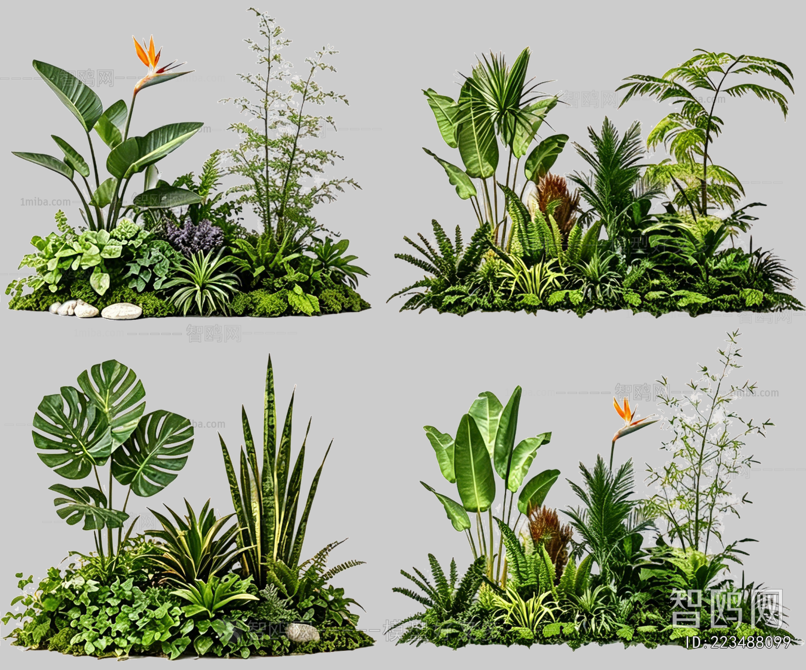 Plant Leaves