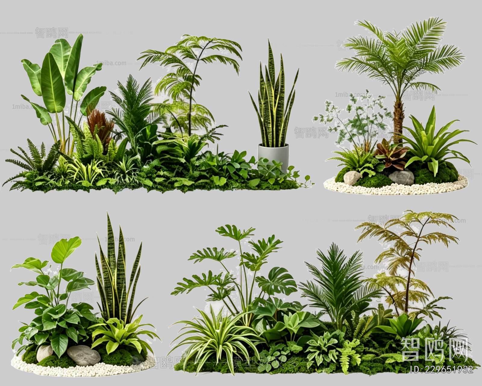 Plant Leaves