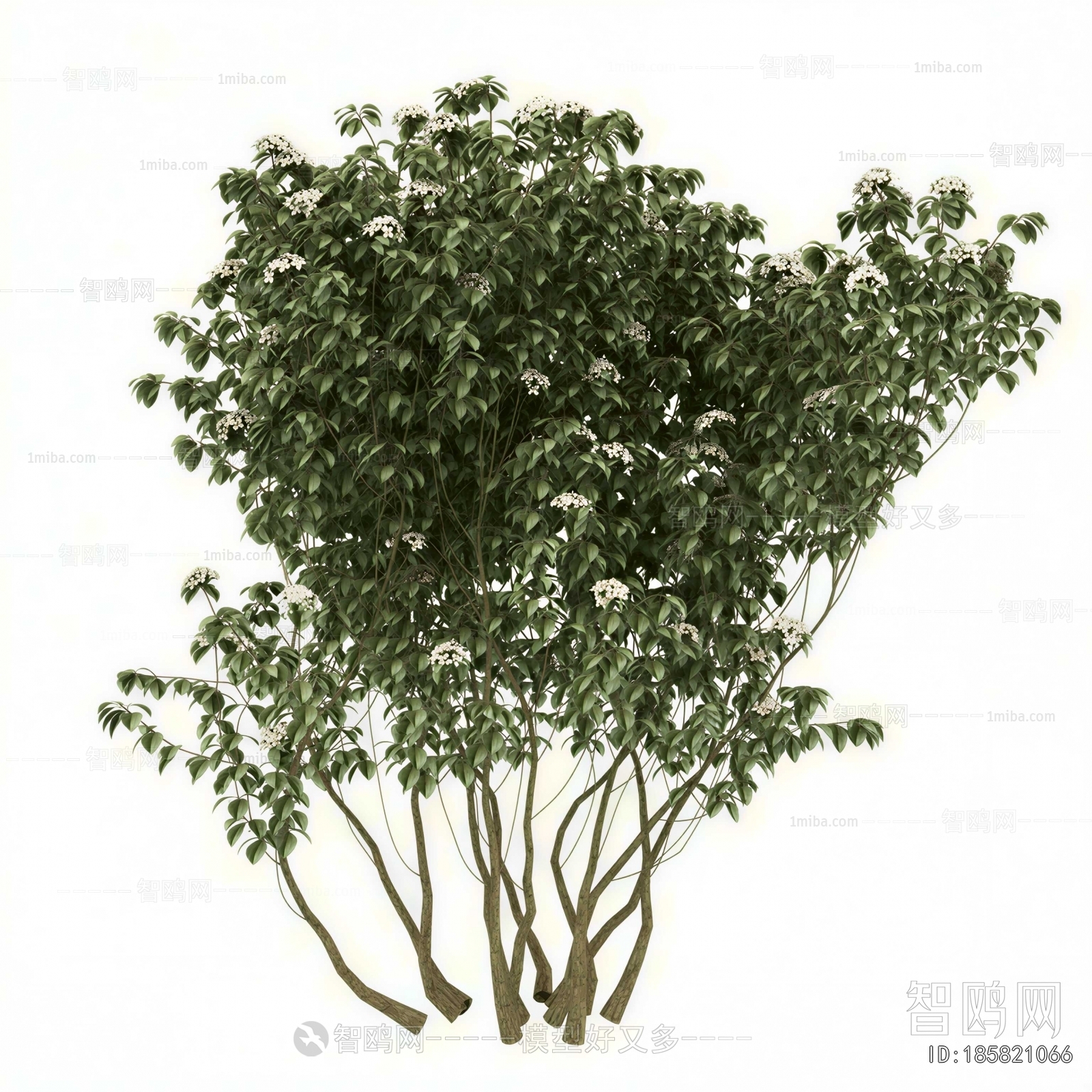 Modern Shrubbery