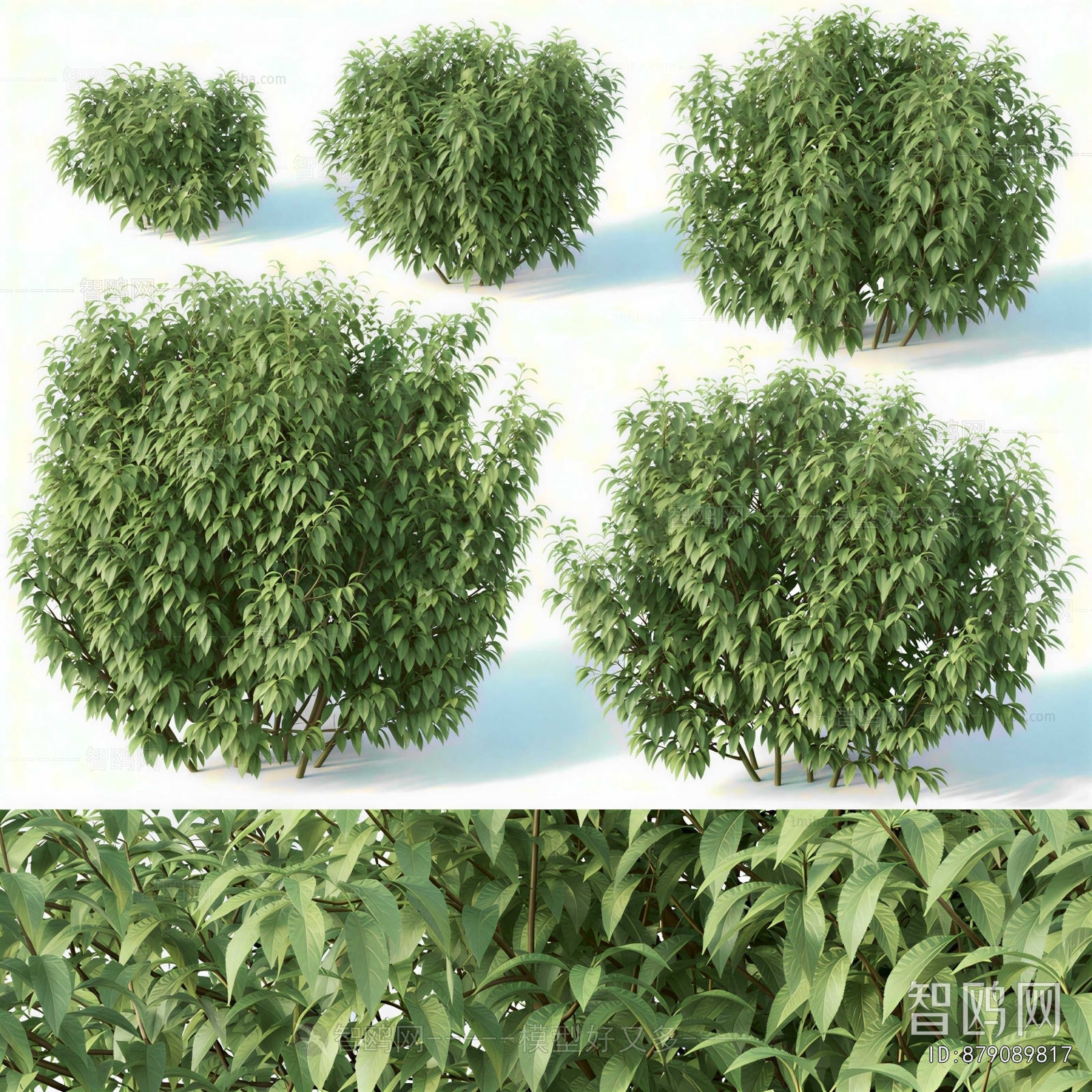 Modern Shrubbery