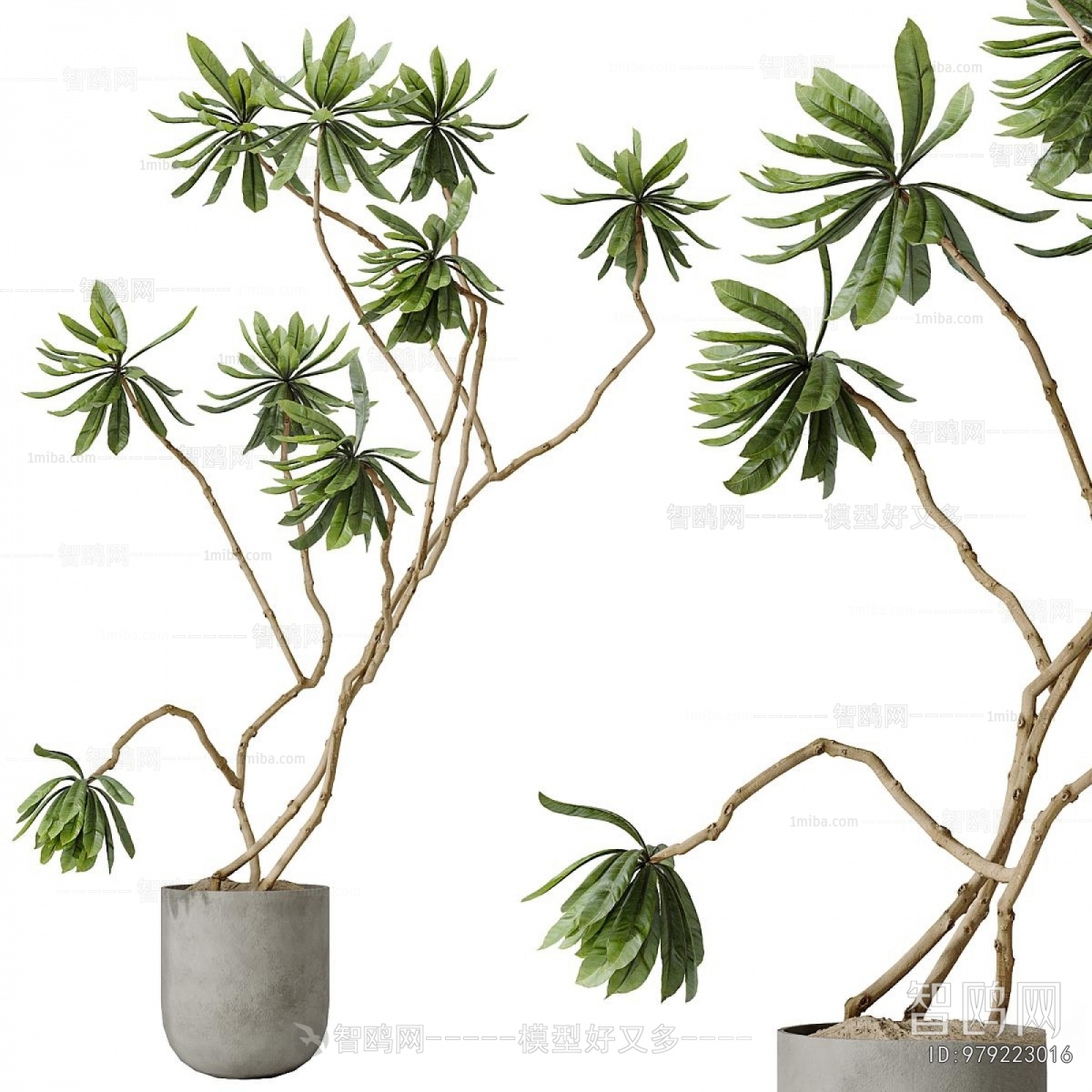 Modern Ground Green Plant Potted Plants