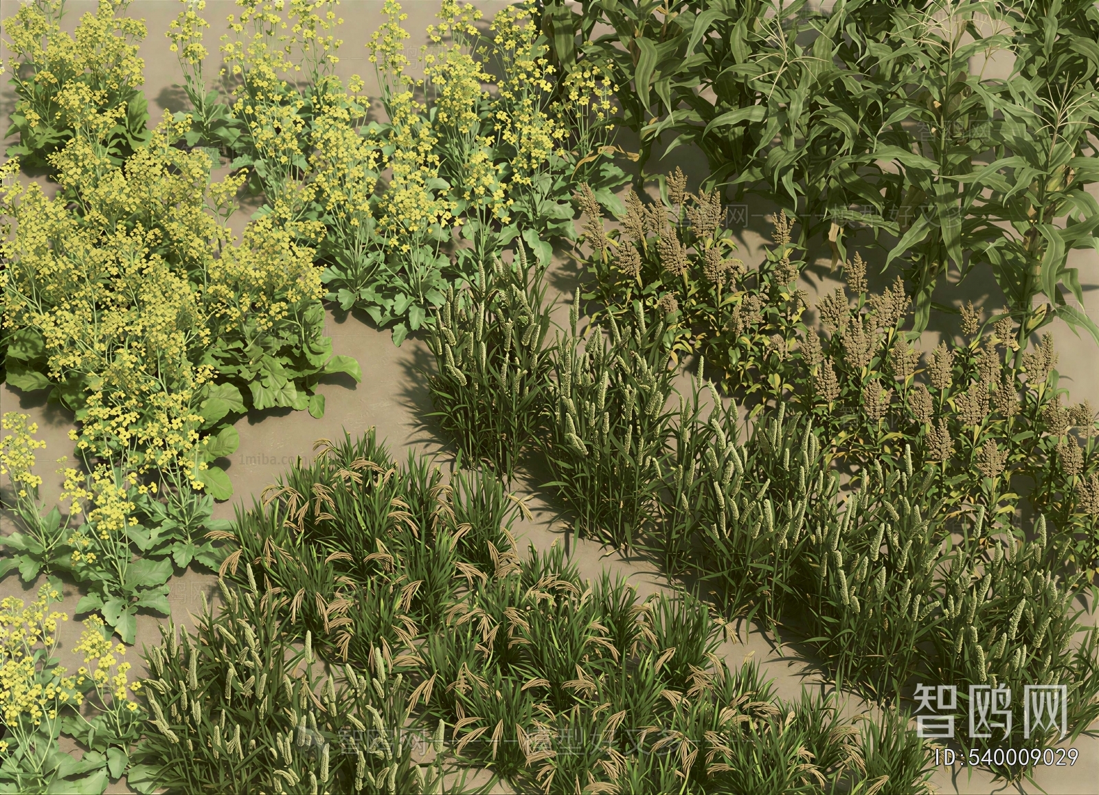 Modern Crop