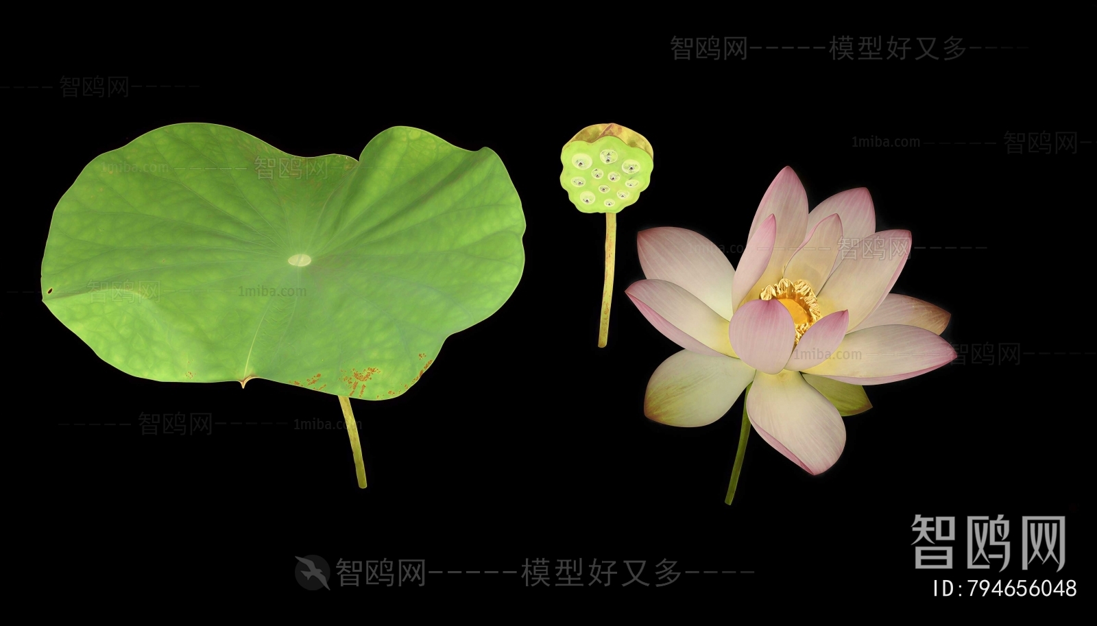 Modern Flowers And Grass