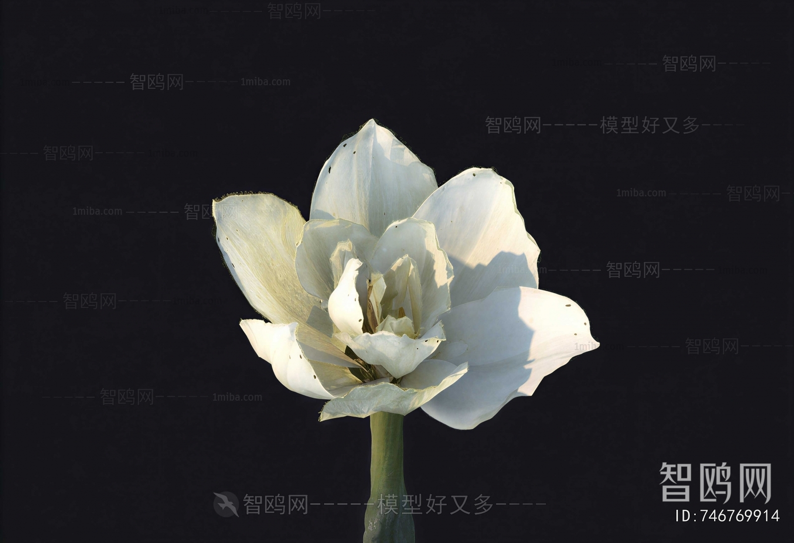 Modern Flowers And Grass