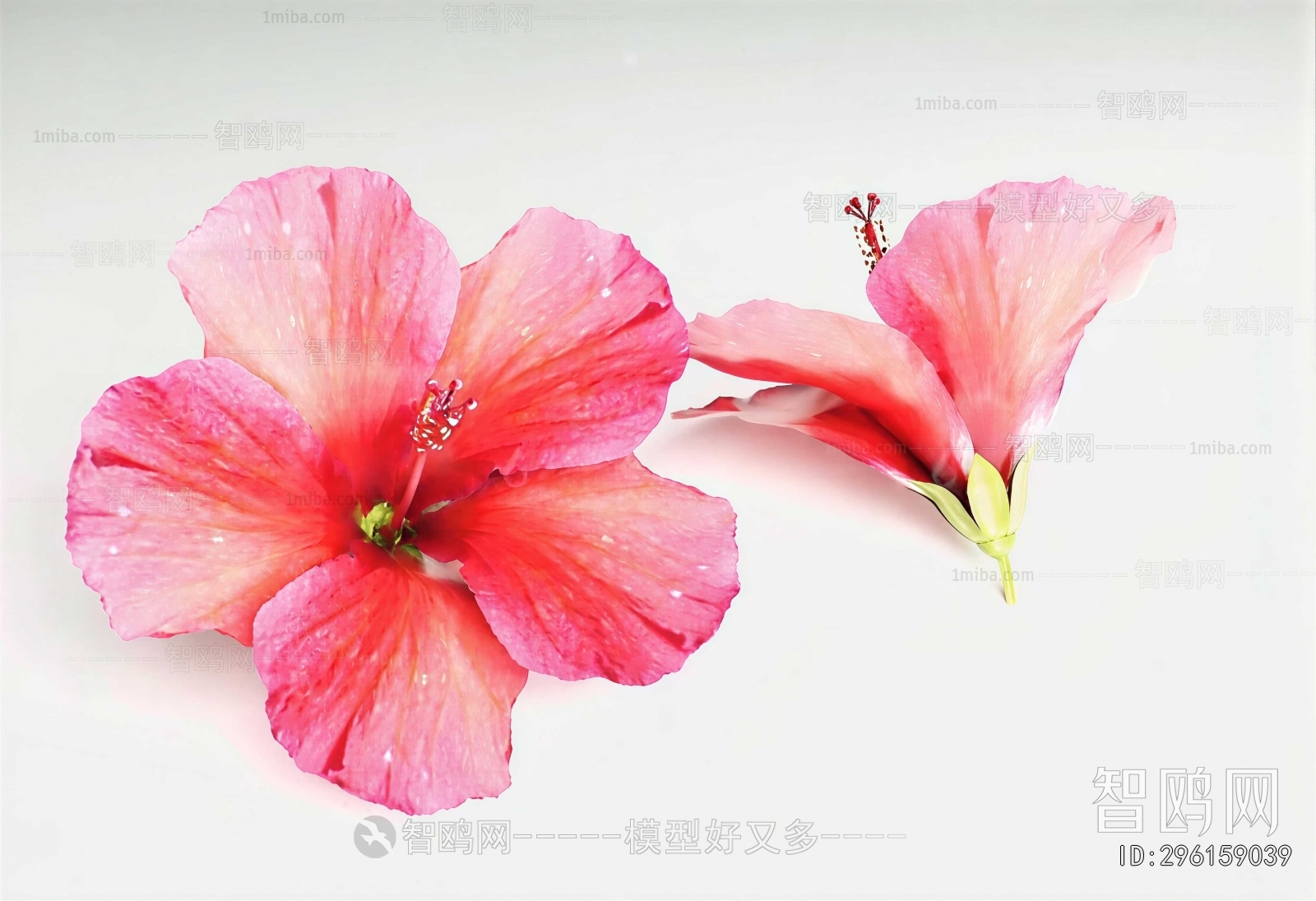 Modern Flowers And Grass