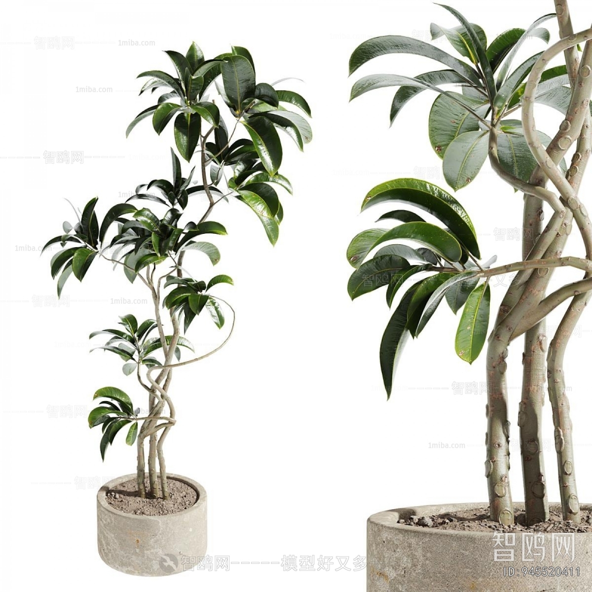Modern Ground Green Plant Potted Plants