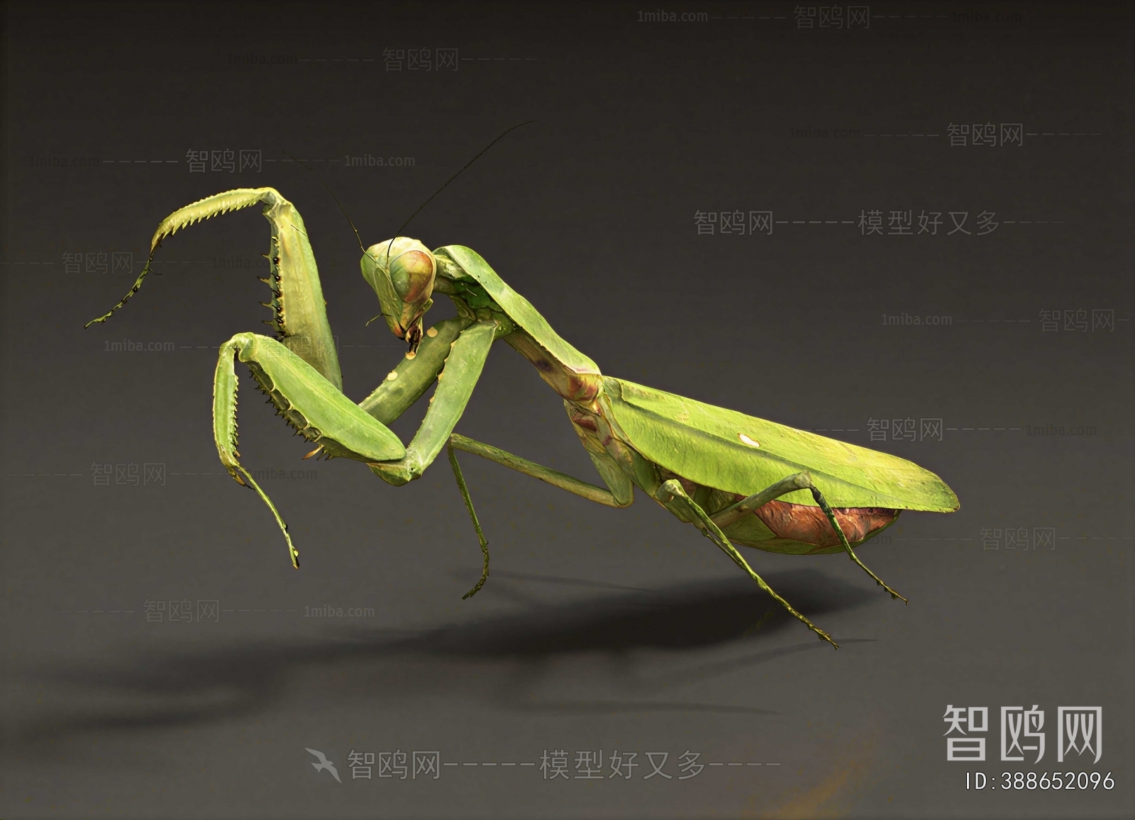 Modern Other Animals