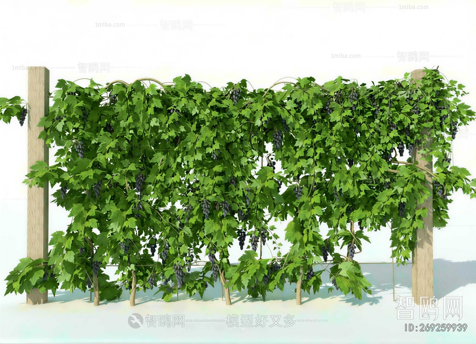 Modern Vine