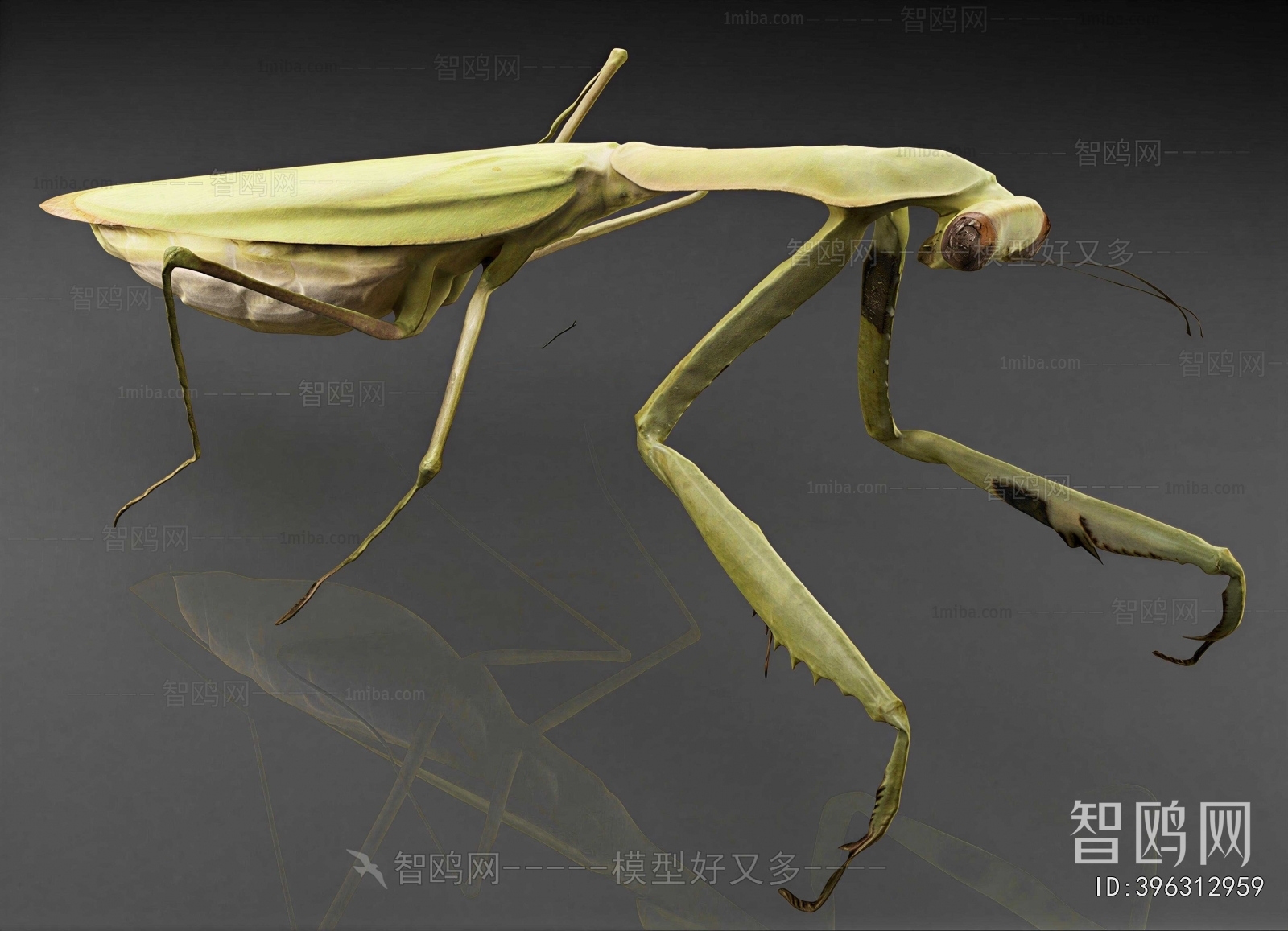 Modern Other Animals