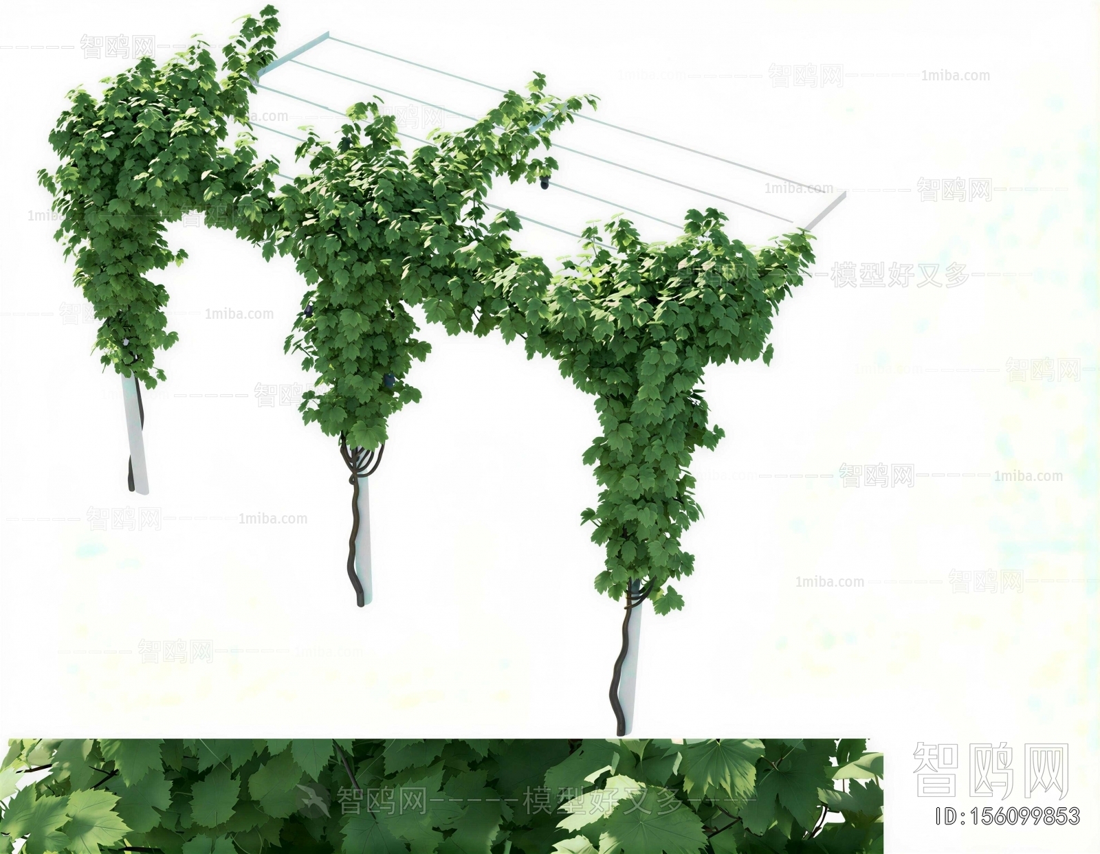 Modern Vine