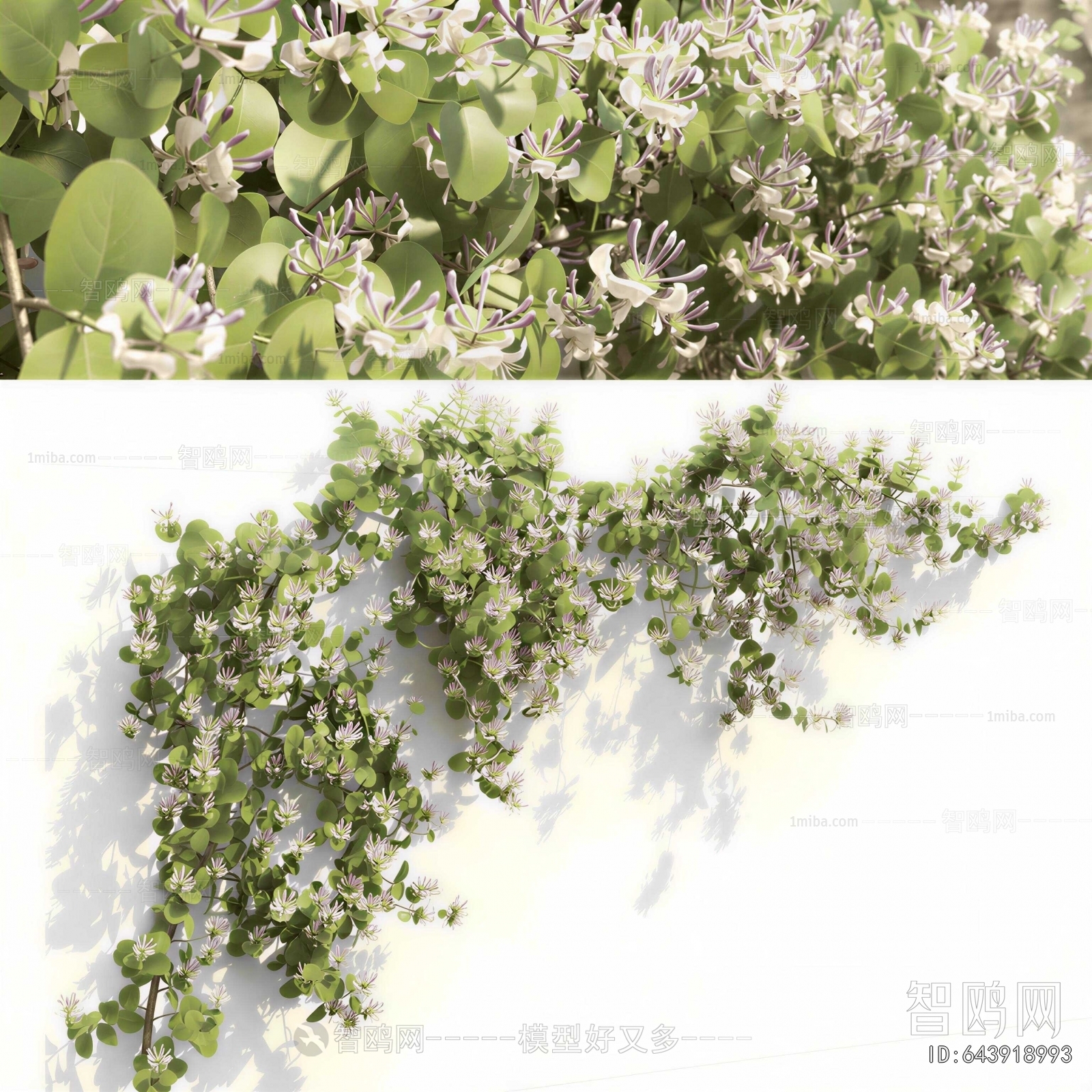 Modern Vine