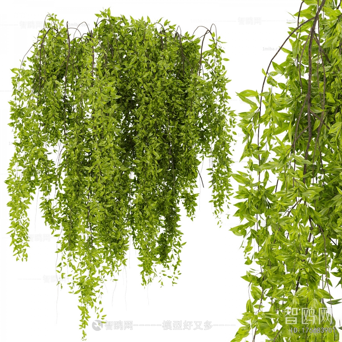 Modern Vine