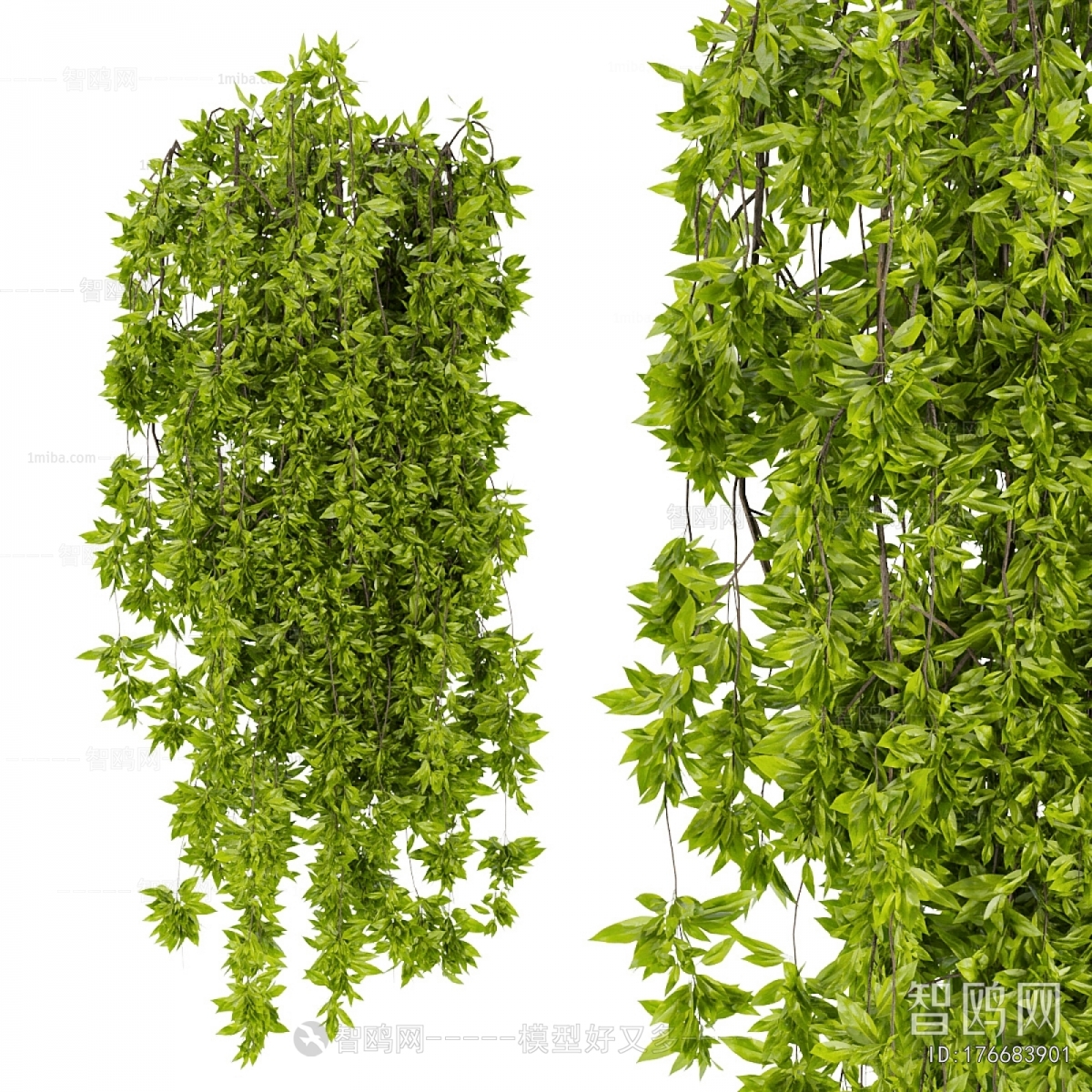 Modern Vine