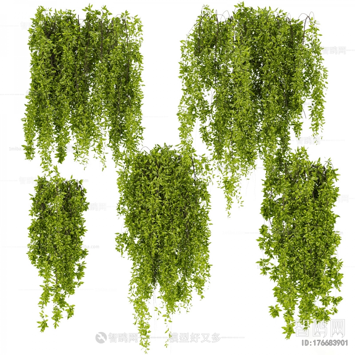 Modern Vine