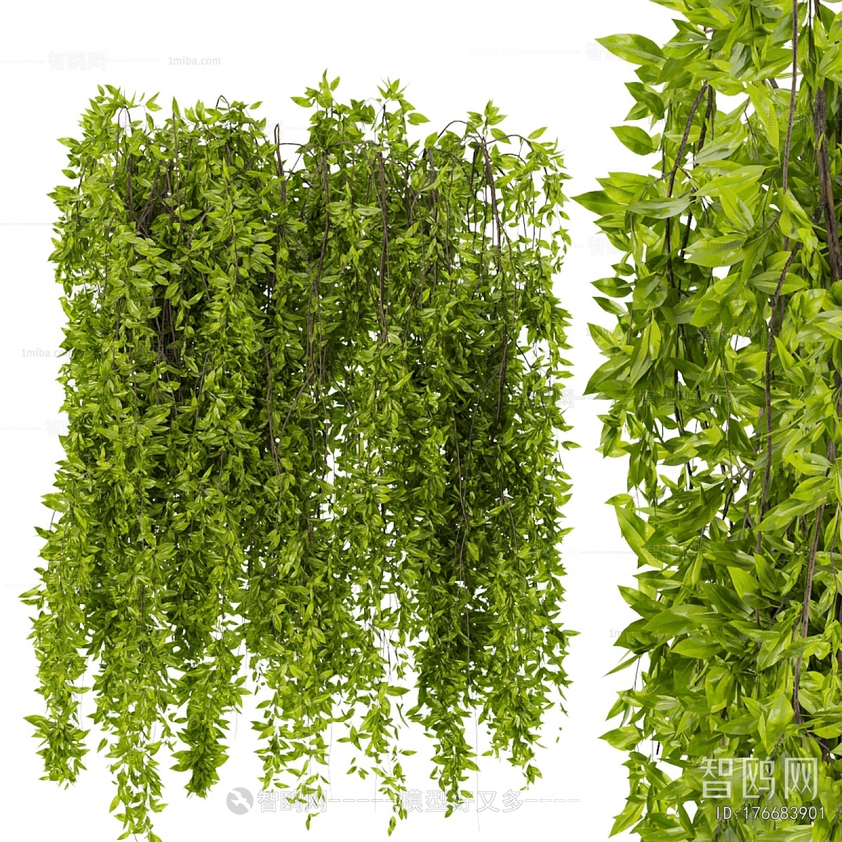 Modern Vine