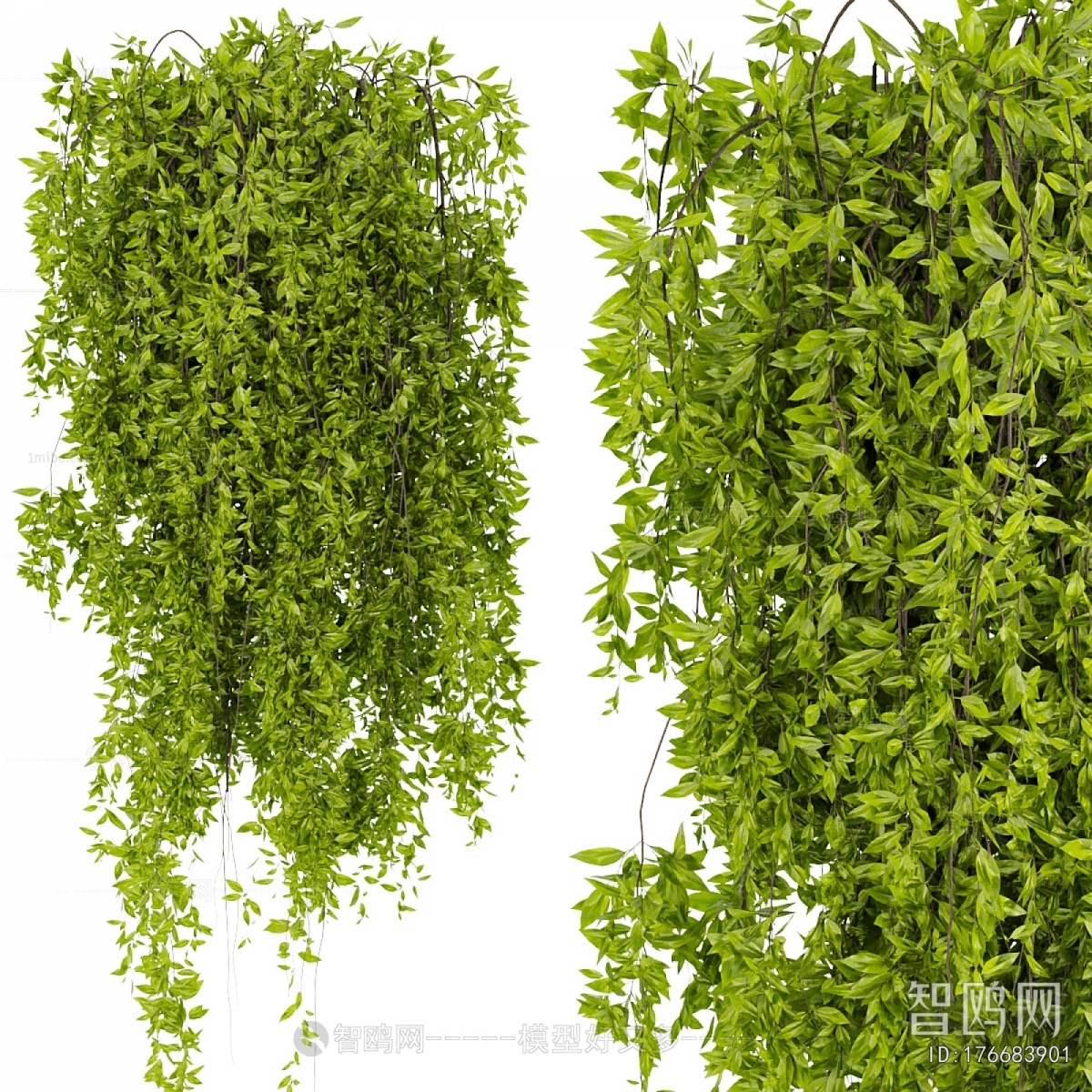Modern Vine