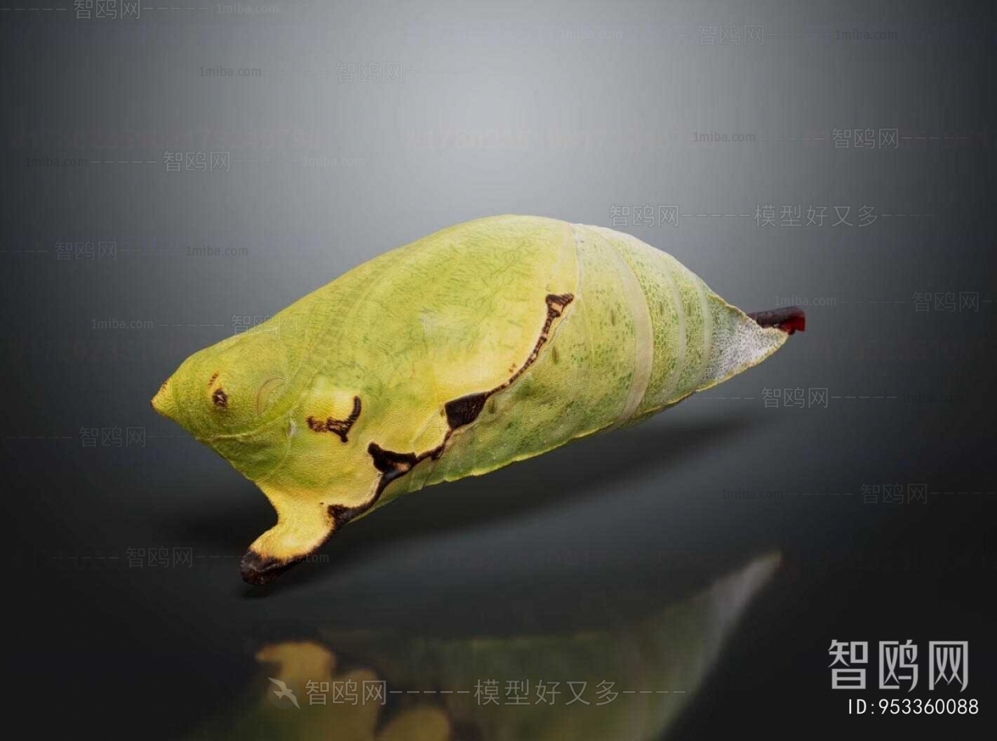 Modern Reptile