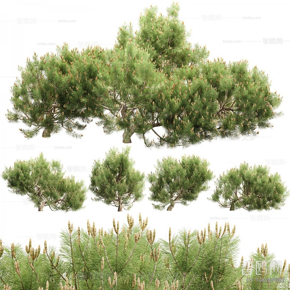 Modern Shrubbery
