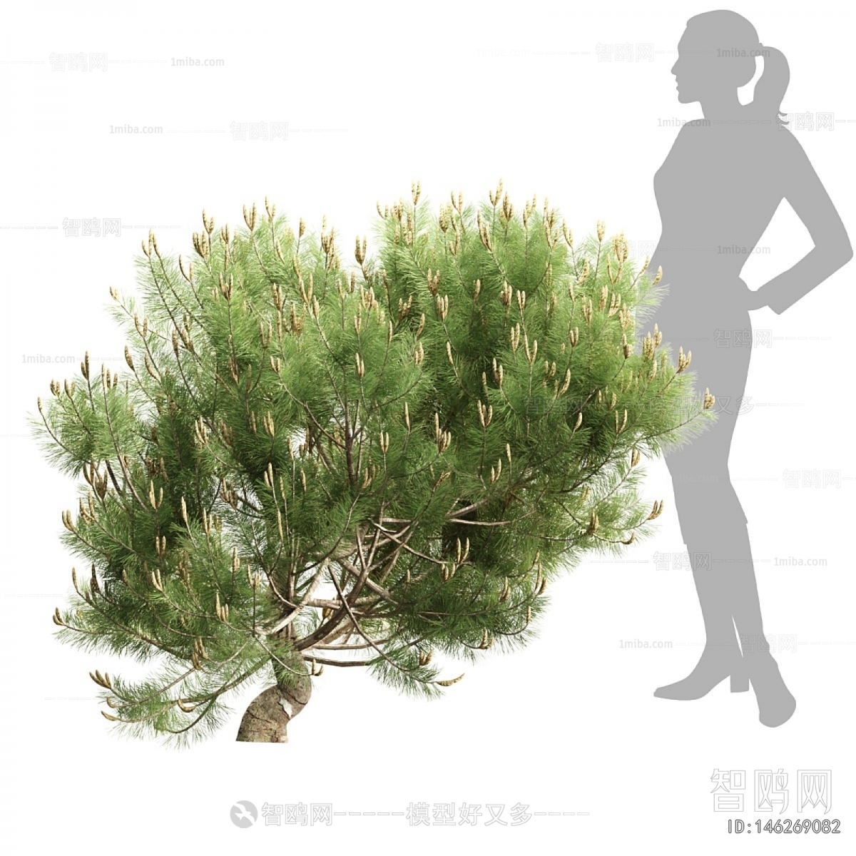 Modern Shrubbery