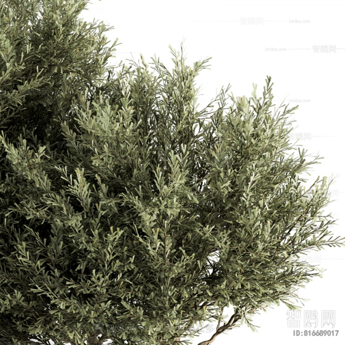 Modern Shrubbery