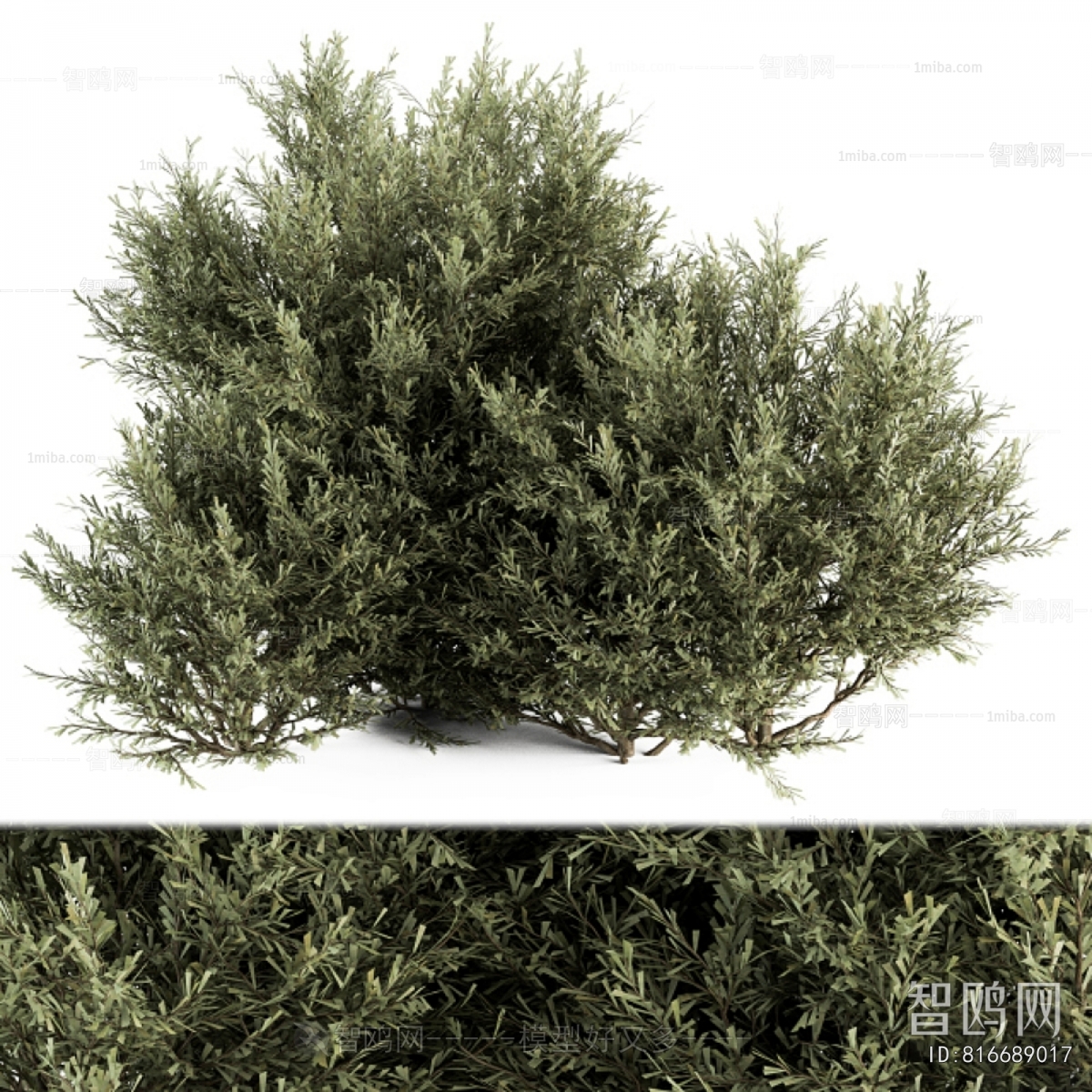 Modern Shrubbery