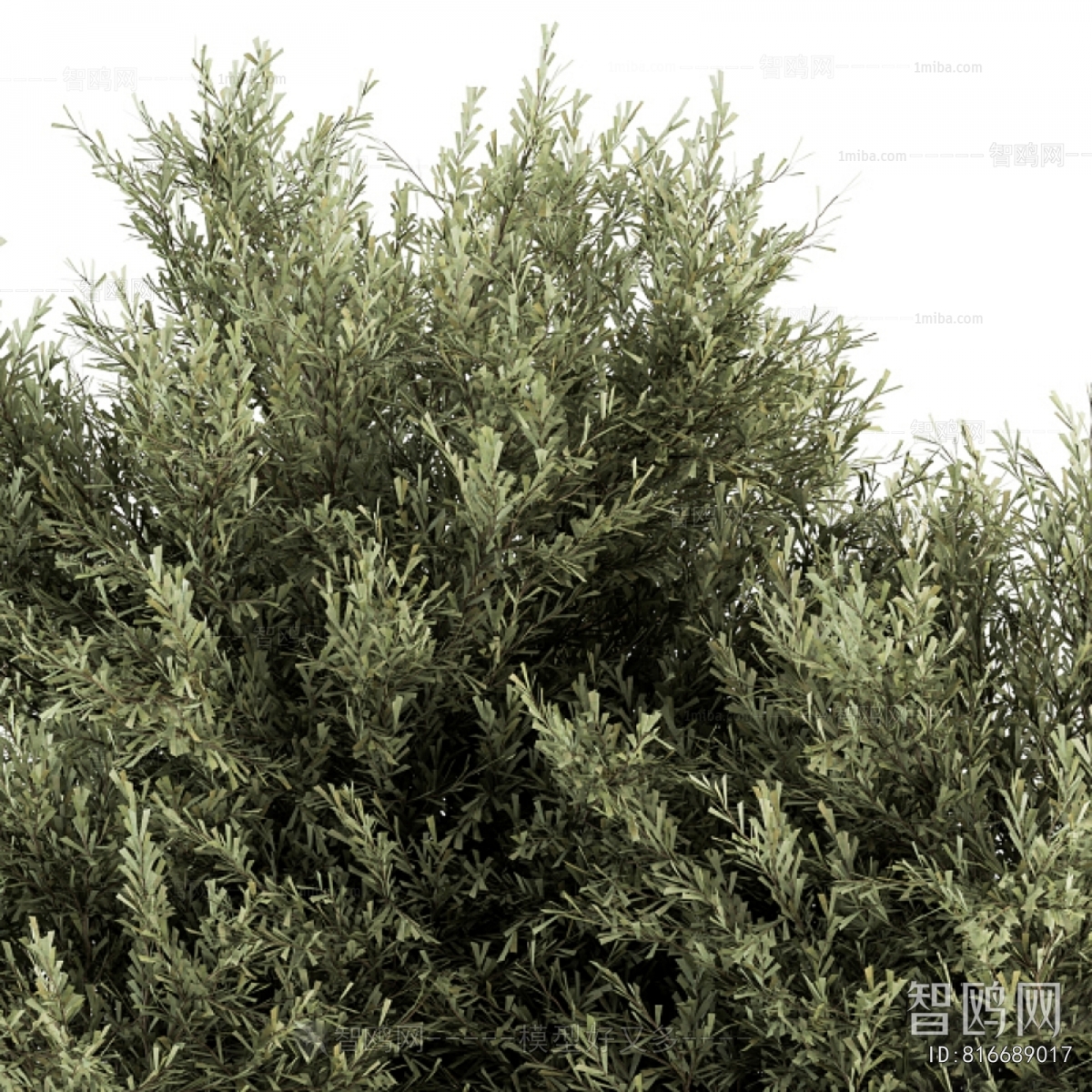Modern Shrubbery