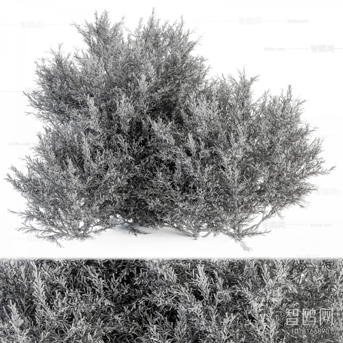 Modern Shrubbery