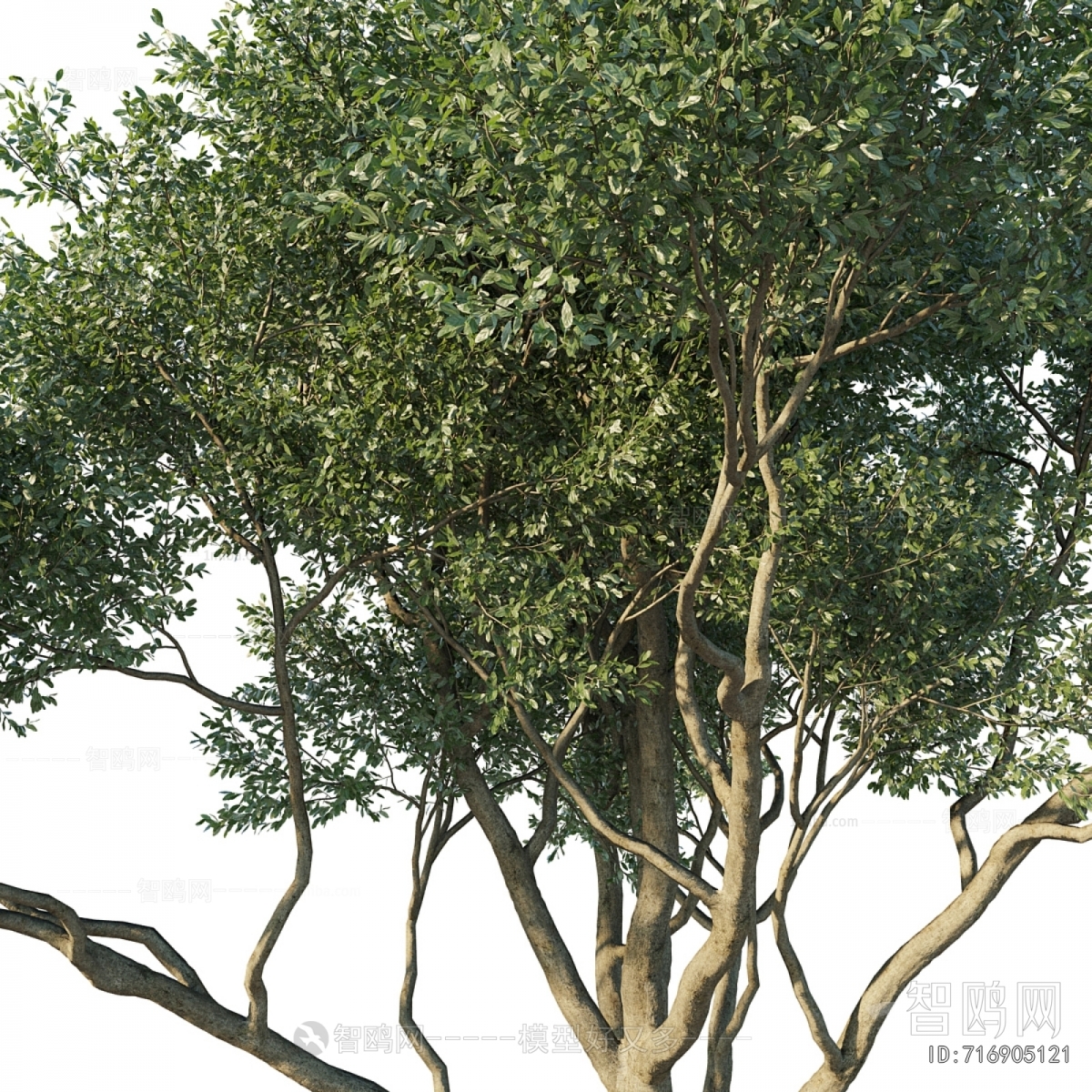 Modern Tree