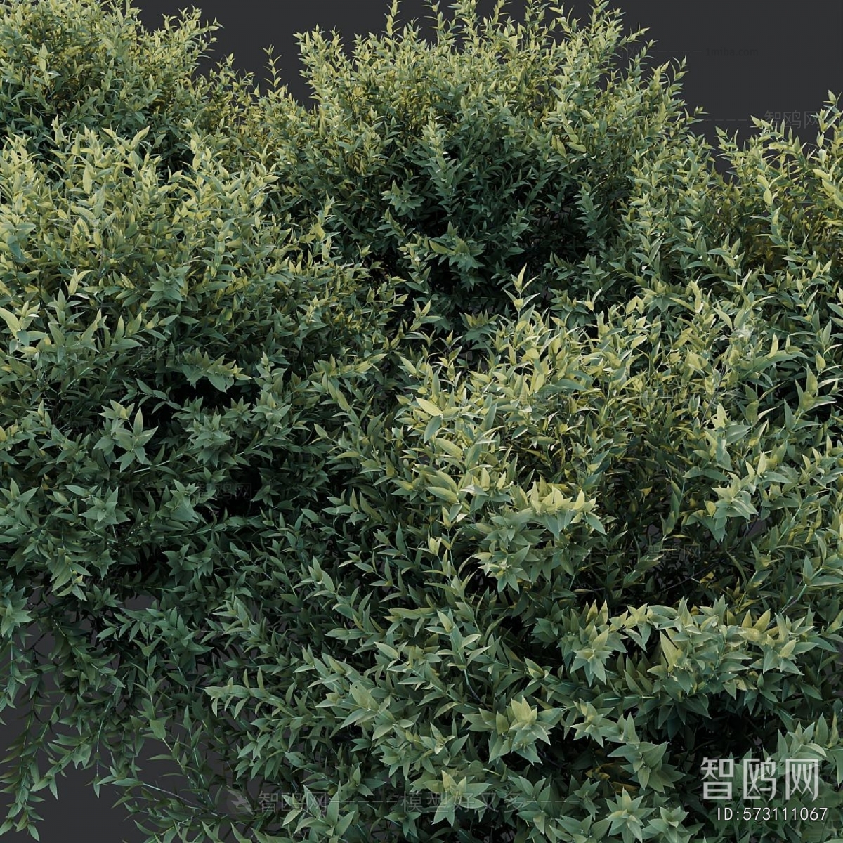 Modern Shrubbery