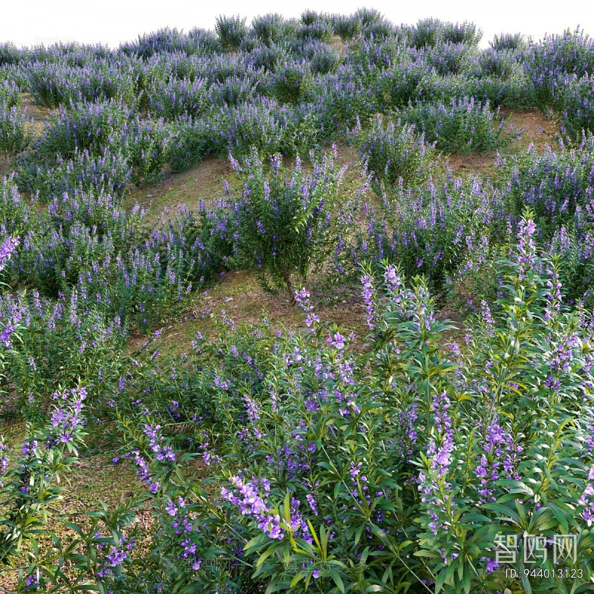 Modern Flowers And Grass