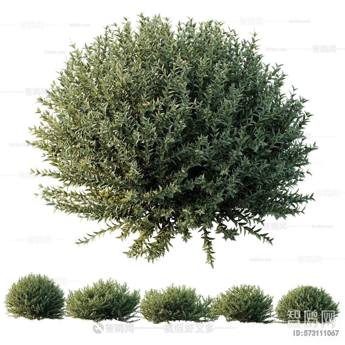 Modern Shrubbery