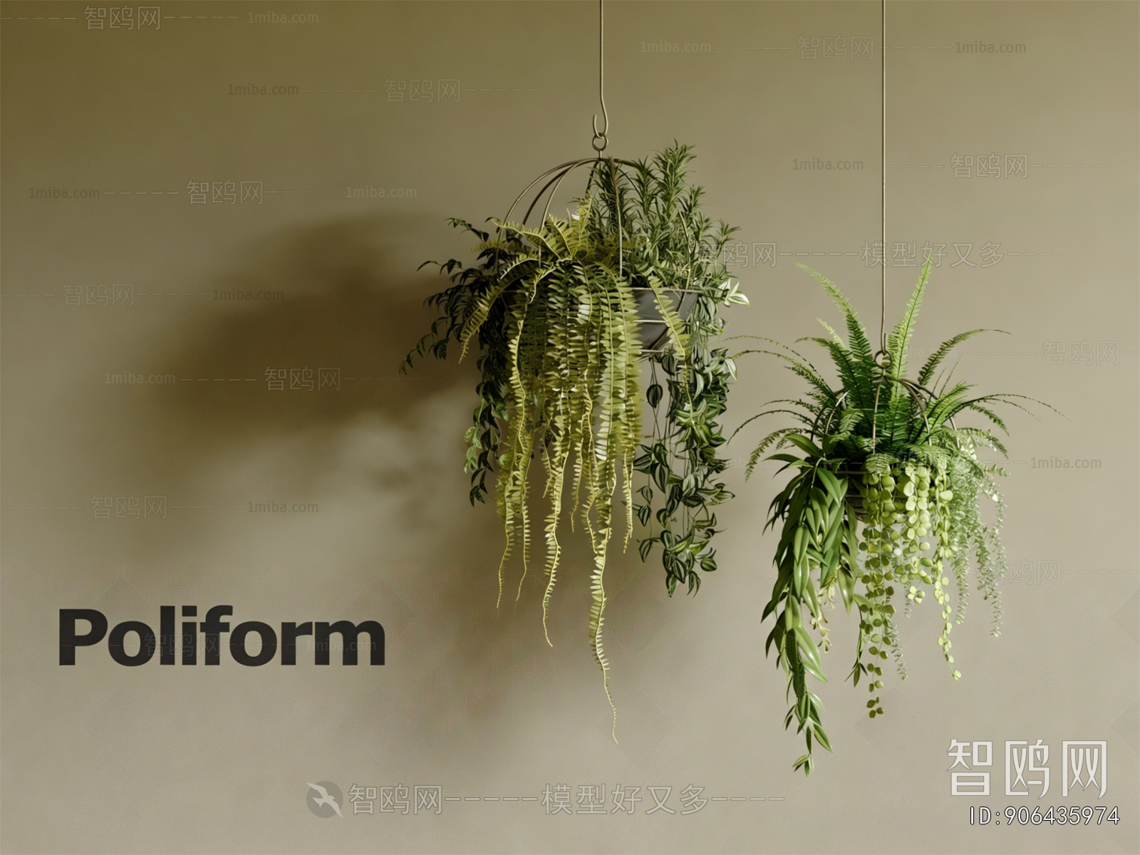 Modern Chlorophytum Comosum