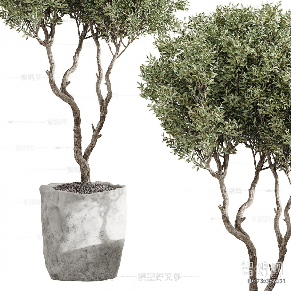 Modern Ground Green Plant Potted Plants