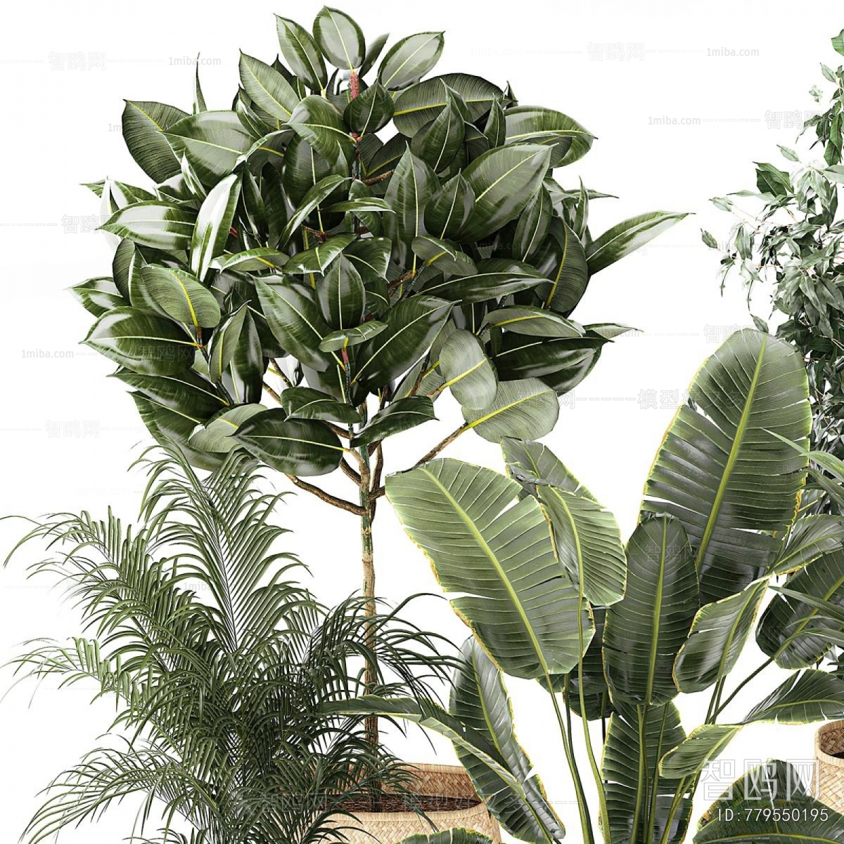 Modern Ground Green Plant Potted Plants
