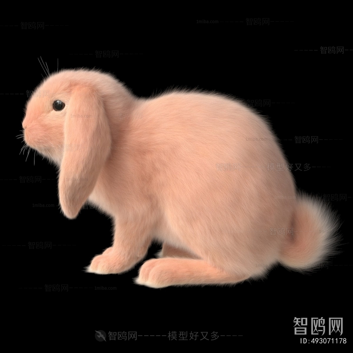 Modern Mammal