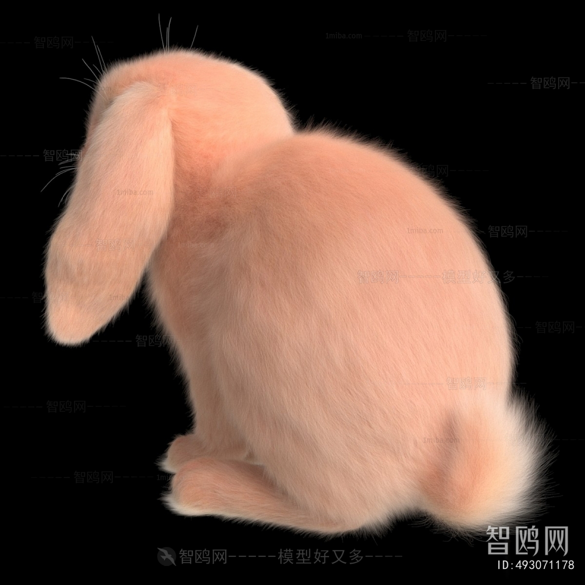 Modern Mammal