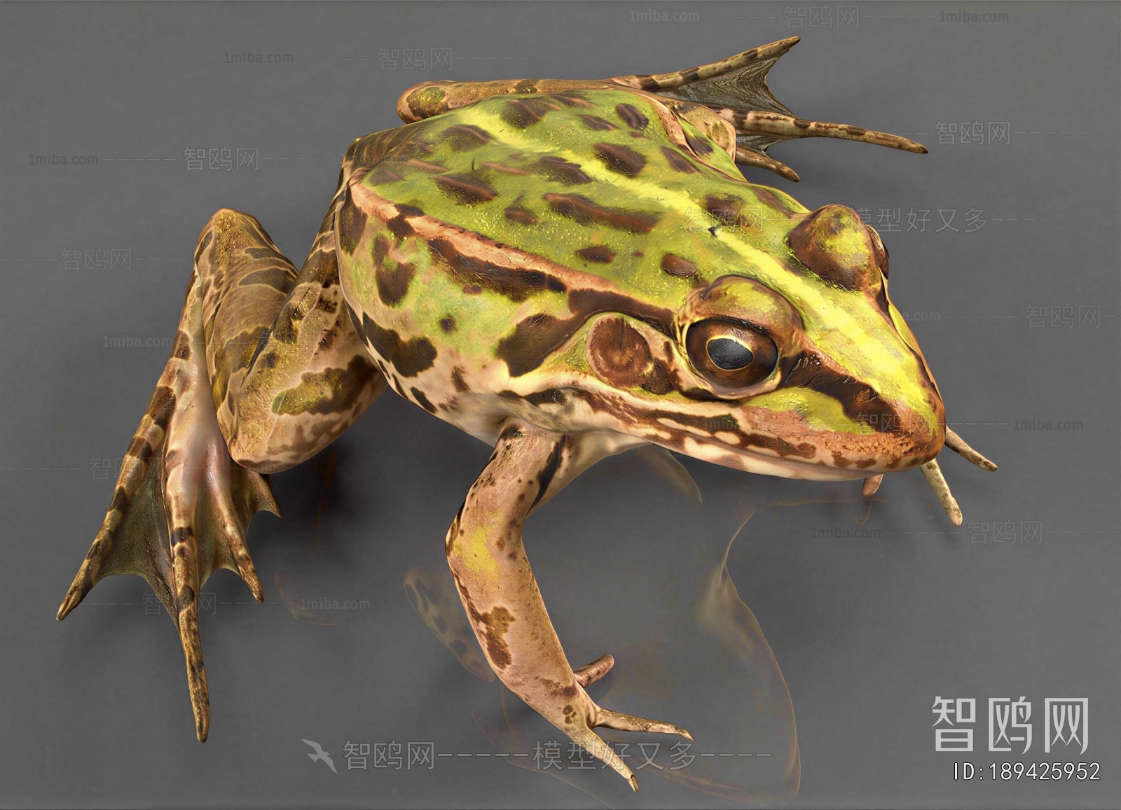Modern Reptile