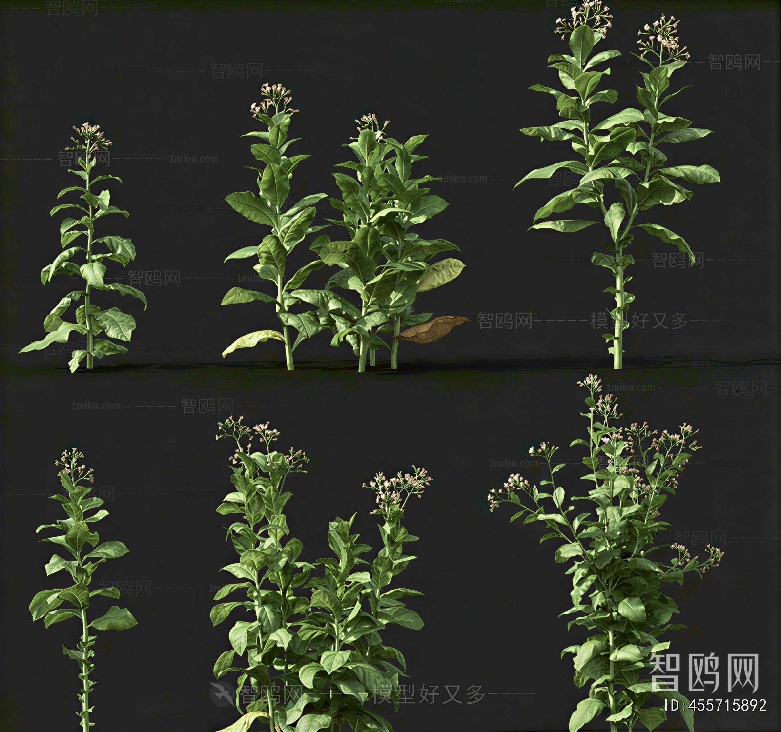 Modern Crop